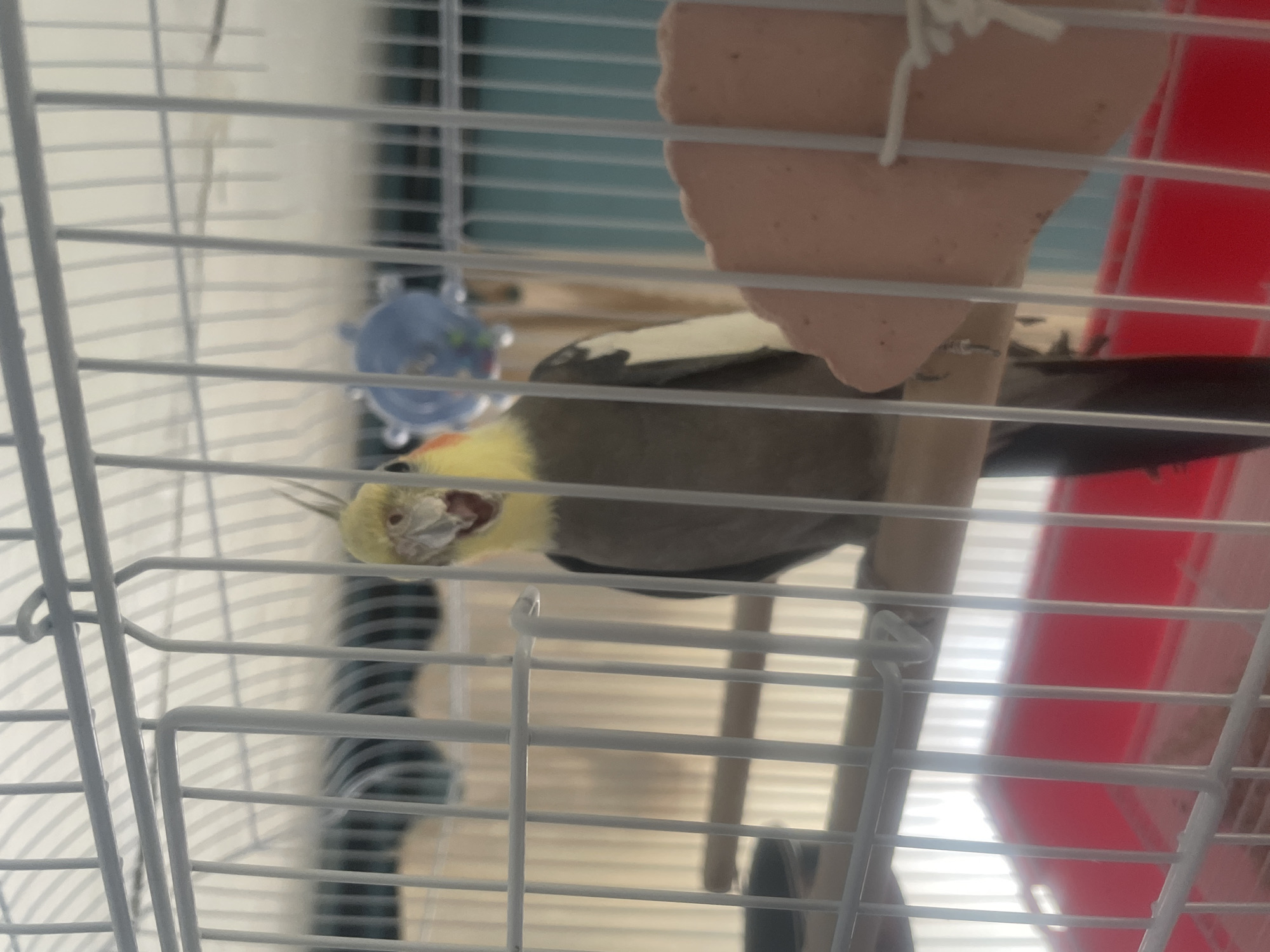 A cockatiel is in a cage. The bird is mostly grey with a yellow head and crest. Its beak is open, and it appears to be calling out. In the background, there is a blue toy and a pink mineral stone. The cage has white bars. The bottom of the cage contains a red tray. The scene is likely indoors, with soft lighting from behind the cage. The location of Линёвка, Russia is not discernible from the image.
