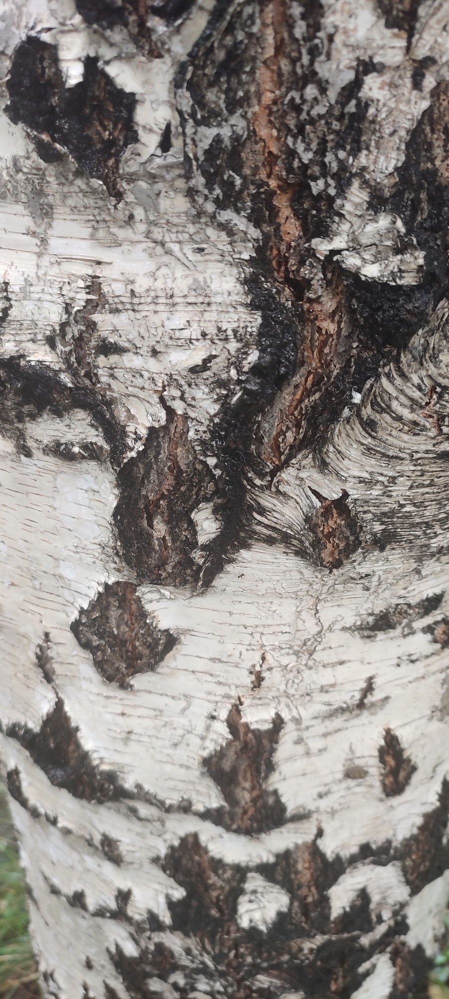 The image is a close-up, vertically oriented photograph of the bark of a birch tree. The bark is predominantly white with prominent black markings, characteristic of birch trees. These markings are irregular in shape and size, with some areas appearing rough and textured, while others are smoother. There are also patches of brown, exposed wood or deeper bark layers visible. The texture of the bark is rough and peeling in some sections, with horizontal striations evident. The lighting suggests an outdoor environment, likely during the daytime. The background is softly blurred, indicating a shallow depth of field, and appears to show some hints of green vegetation, suggesting the tree is in a natural or park-like setting. There is no indication of the location being in the city of Novoaltaysk, Russia, nor are there any people, subjects, objects, or actions depicted besides the tree bark itself.