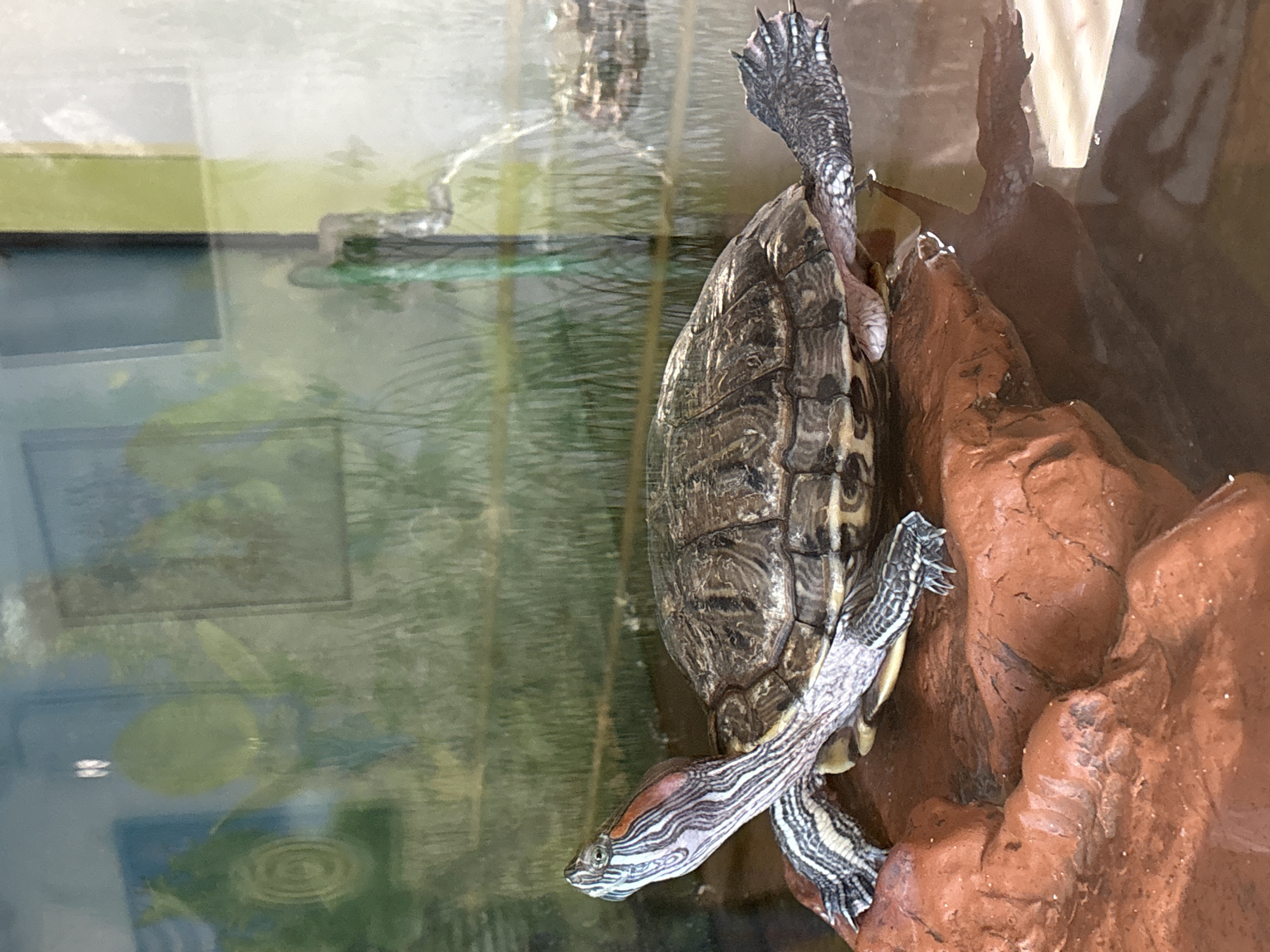 A Red-eared slider turtle is captured in an indoor aquarium setting, partially submerged in water and resting on a reddish-brown, textured rock formation. The turtle is oriented diagonally across the frame, with its head and front left limb extended forward and its back right limb reaching upwards, seemingly stretching or pushing off the rock.
The turtle's distinctive red patch behind its eye is visible, along with intricate striped patterns on its head, neck, and limbs. Its carapace (upper shell) displays a dark, patterned appearance. The water in the tank reflects ambient light and blurry shapes, possibly foliage or indoor objects, and shows ripples. The glass of the aquarium is also visible, creating reflections and a slightly obscured view of the background. The scene depicts a moment of the turtle basking or climbing within its enclosure. There is no discernible text. The location context provided for this media file is Izhevsk, Russia.