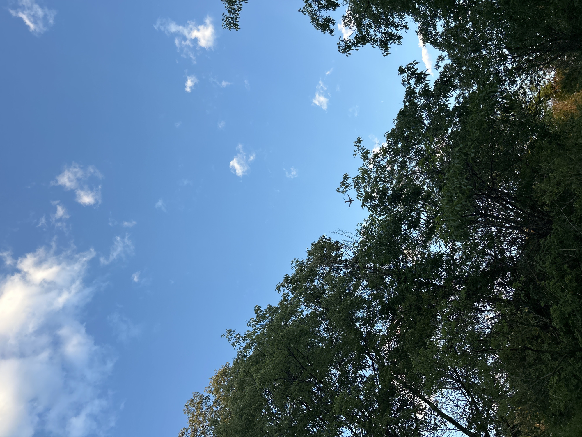 The image shows a low-angle view of the sky, partially framed by tree branches and foliage. The sky is blue with scattered cumulus clouds. A small airplane is visible in the center of the frame. The trees are densely packed, obscuring the view of the ground.
Without further information, I cannot determine if the location is indeed in Plovdiv, Bulgaria.