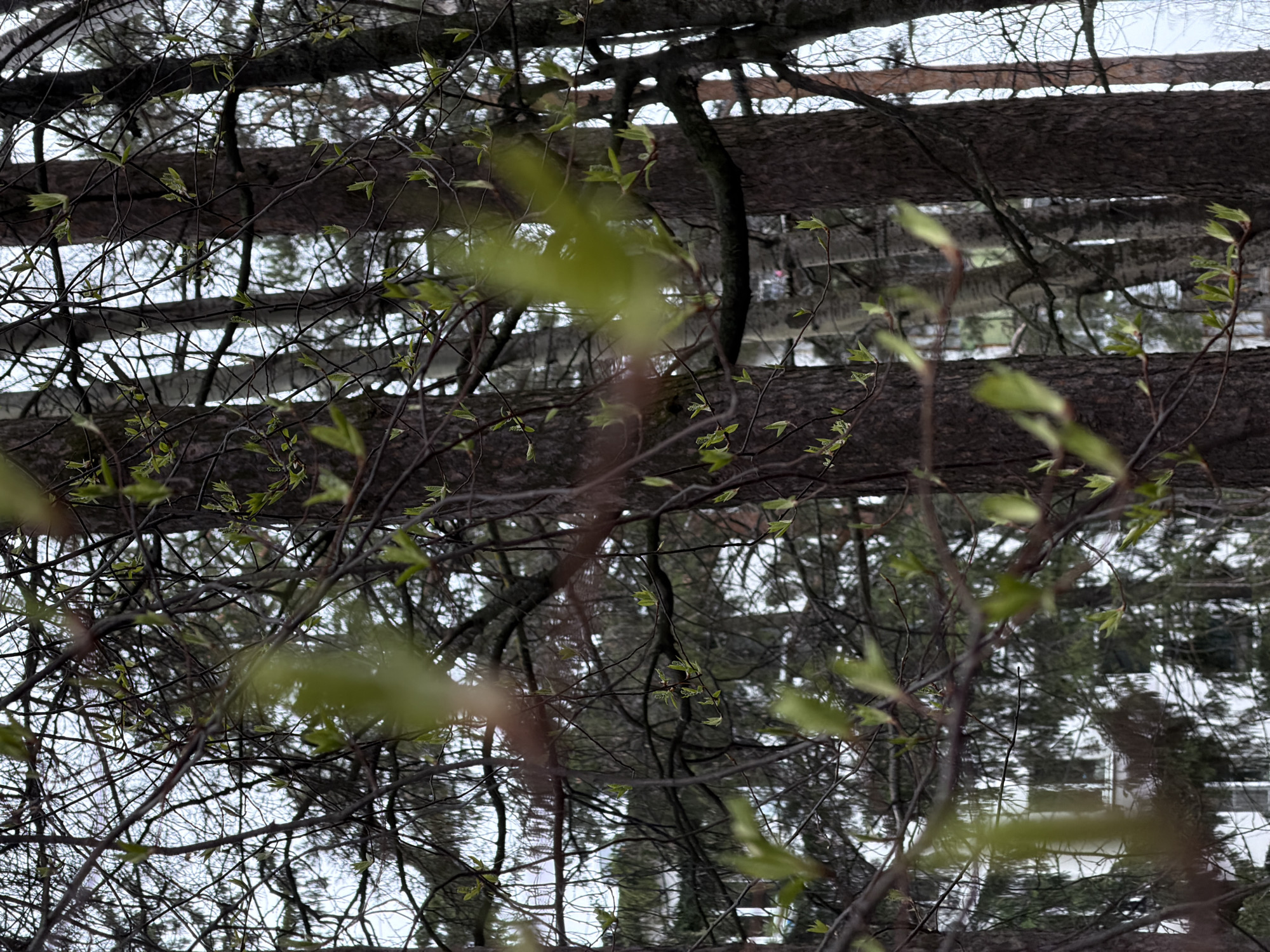 The image depicts tree branches with emerging green leaves against a blurred background. The background includes what appear to be building structures, possibly residential, and a overcast sky. The scene is characterized by a sense of early spring. The location in Chaikovsky, Russia, cannot be independently confirmed.