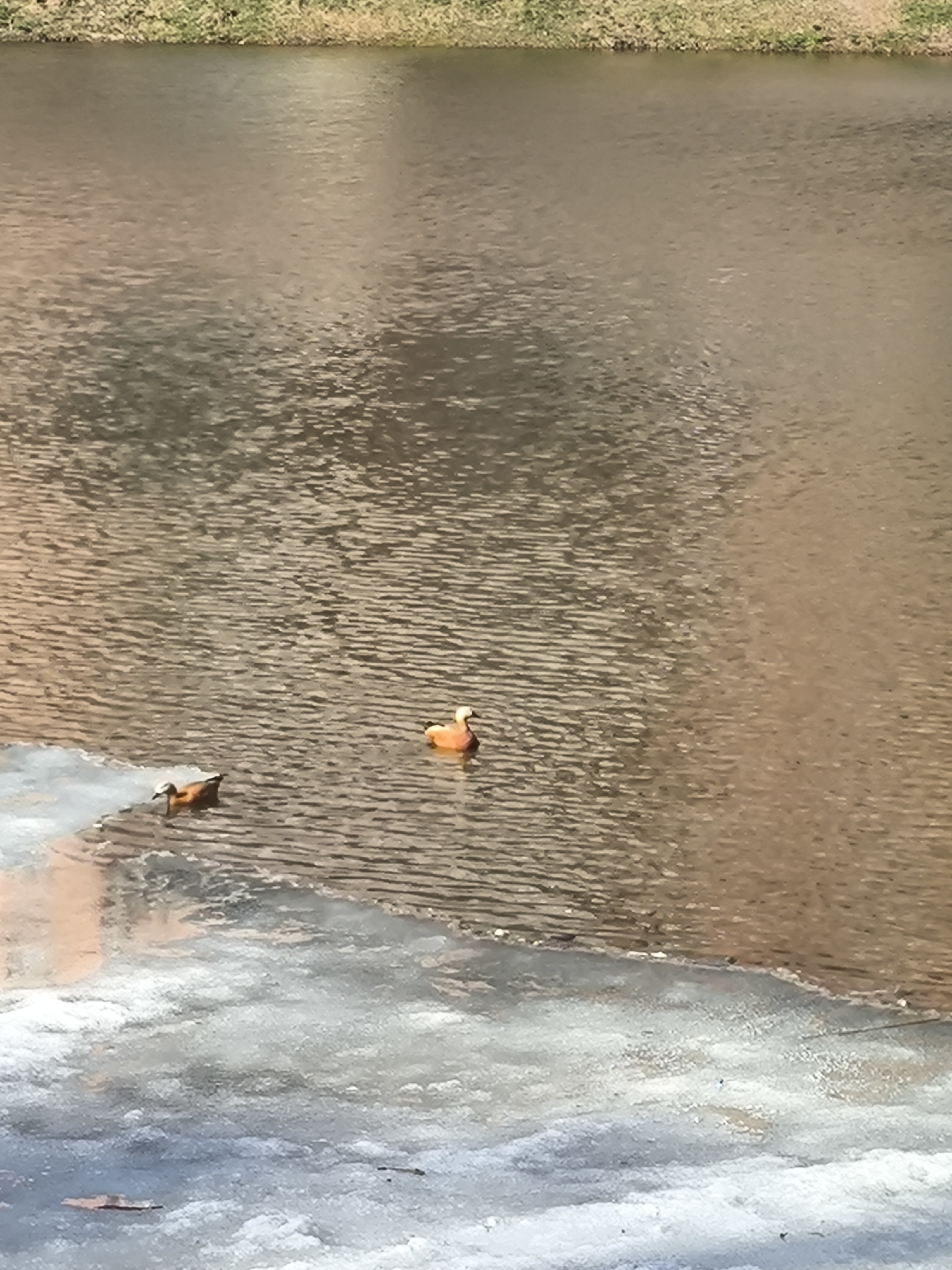 The image depicts two Ruddy Shelducks in a body of water, possibly a pond or lake, located in the city of Khimki, Russia. One duck is near the edge of the water, where there is ice or snow, and the other is swimming further out in the water. The water is brown, reflecting the surrounding environment. The background consists of grass and vegetation.