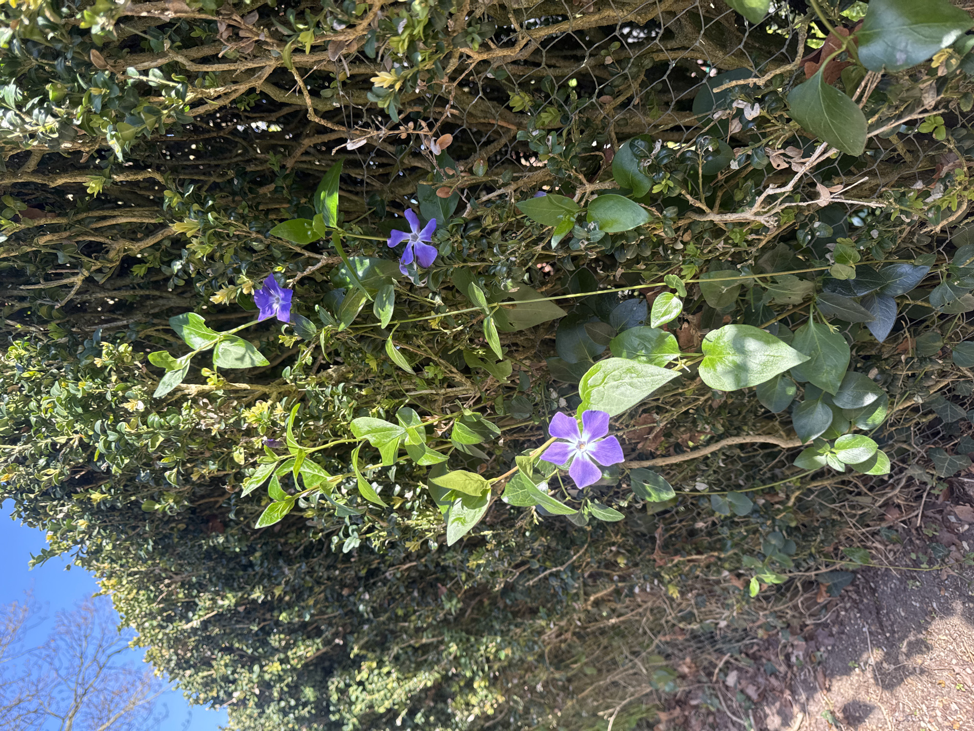 The image depicts a hedge with purple flowers growing through it, likely in East Suffolk, United Kingdom. The hedge is dense, with small, dark green leaves. Running through the hedge and partially obscured by the foliage is chicken wire. Three purple flowers with five petals each are visible, interspersed among the leaves. To the bottom-right of the hedge, bare earth and leaf litter are visible. In the far left of the background, a glimpse of a clear blue sky and a bare tree can be seen.