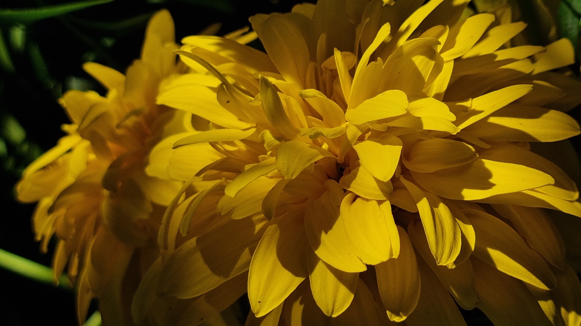 A close-up, low-angle shot features two yellow flowers in bloom. The flower in the foreground is in sharp focus, displaying a dense arrangement of bright yellow petals that curve and overlap. Sunlight casts dramatic shadows across the petals, highlighting their texture and form. A second, out-of-focus yellow flower is visible behind the first. The background is dark and blurred, with hints of green foliage. The image was taken in Vysokoe, Russia.