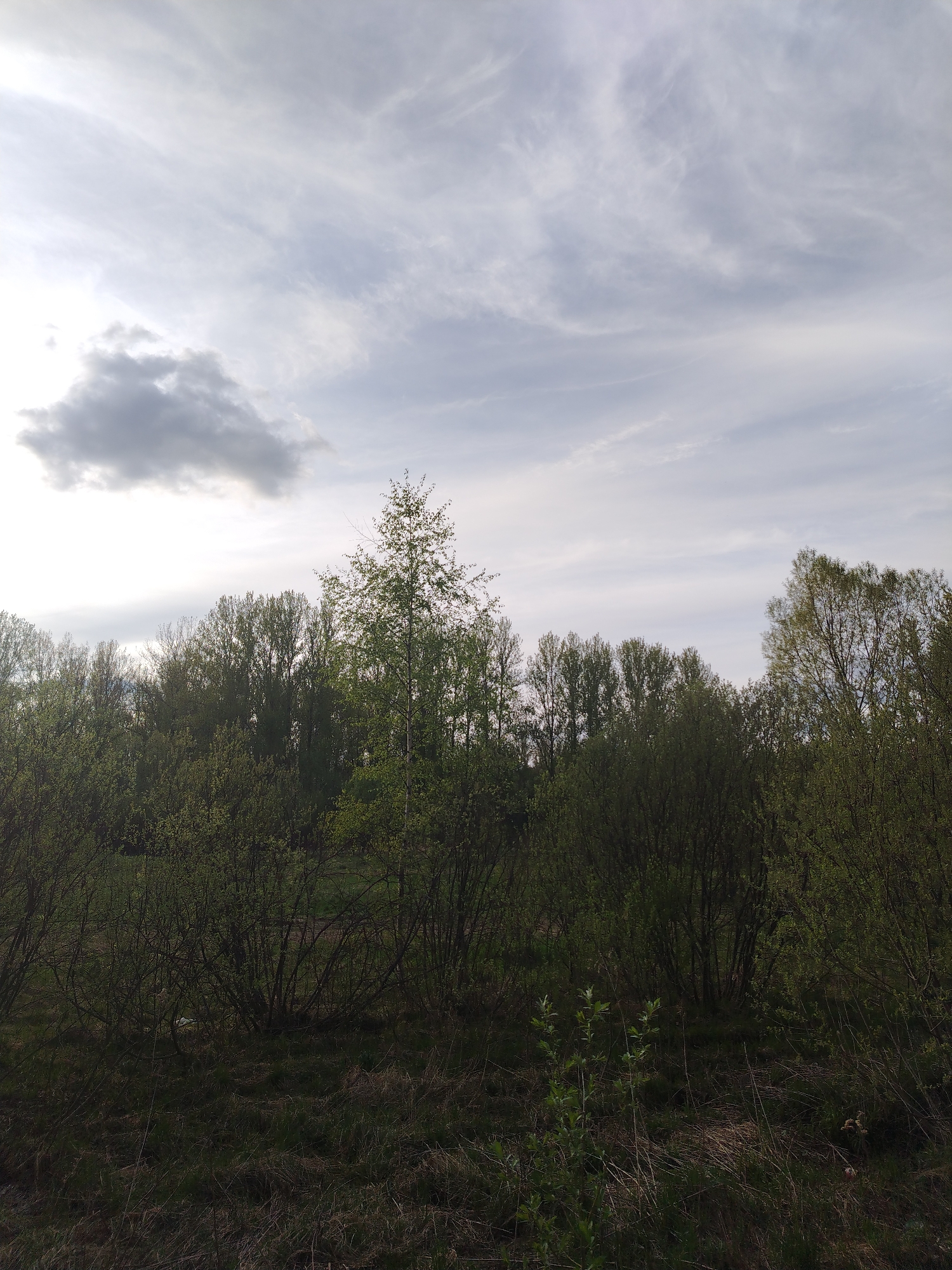 The image shows a landscape view in Rusanovo, Russia. In the foreground is a field of tall grass and low-lying bushes. A dense row of trees dominates the midground, with a single, taller tree rising slightly above the rest in the center. The sky is overcast with gray and white clouds, a dark cloud to the left. The lighting suggests it is either early morning or late afternoon. No people or animals are visible.