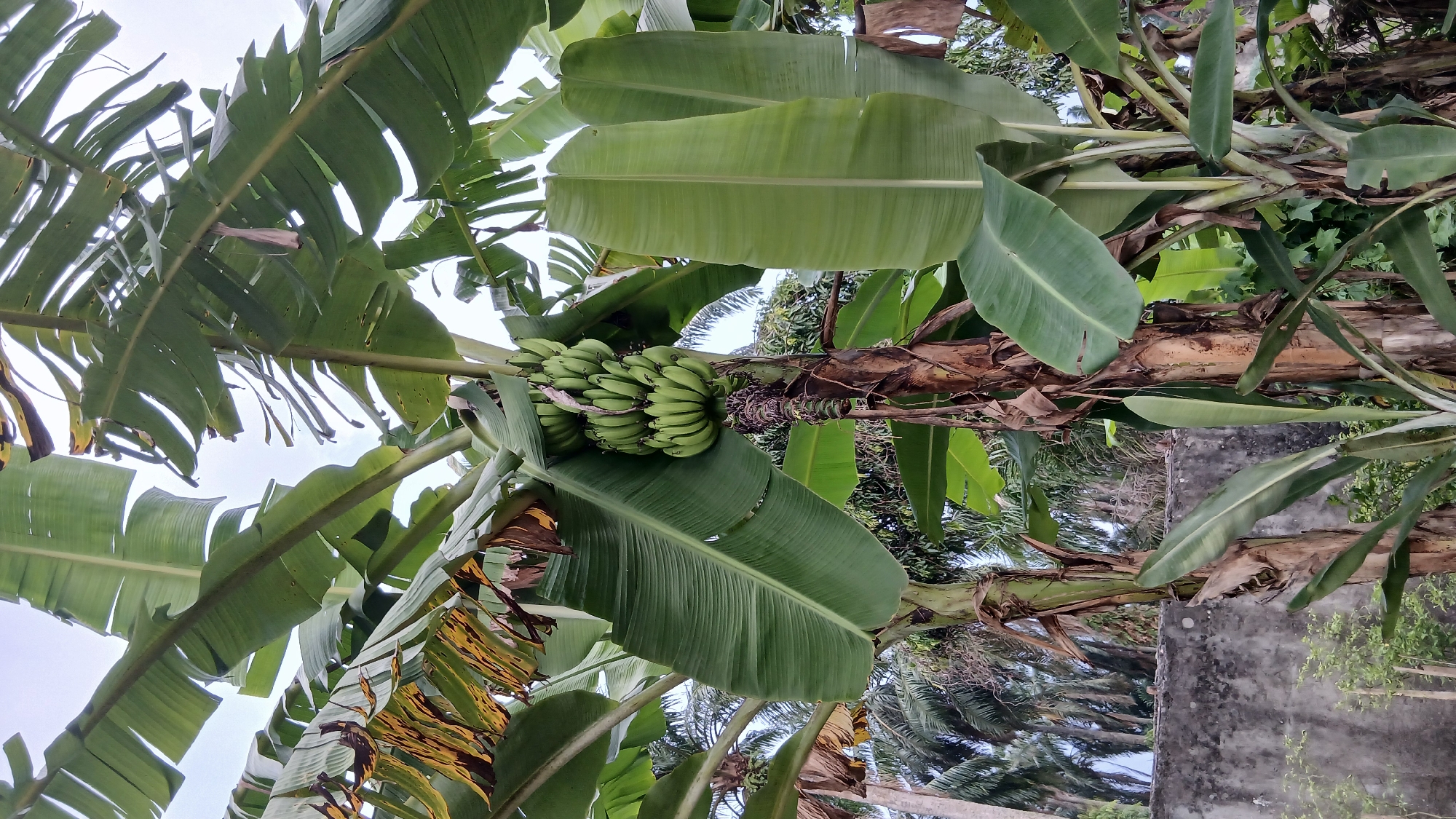 A bunch of green bananas hangs from a banana tree, its large leaves spread out against a cloudy sky. The trunk of the banana tree is visible, with some dried leaves attached. In the background, a weathered concrete wall separates the banana trees from a cluster of palm trees. The scene is set in Klambir Lima Kebun, Indonesia, suggesting a tropical or subtropical environment. There are no people or animals visible in the image. The lighting is diffused, indicating an overcast day.