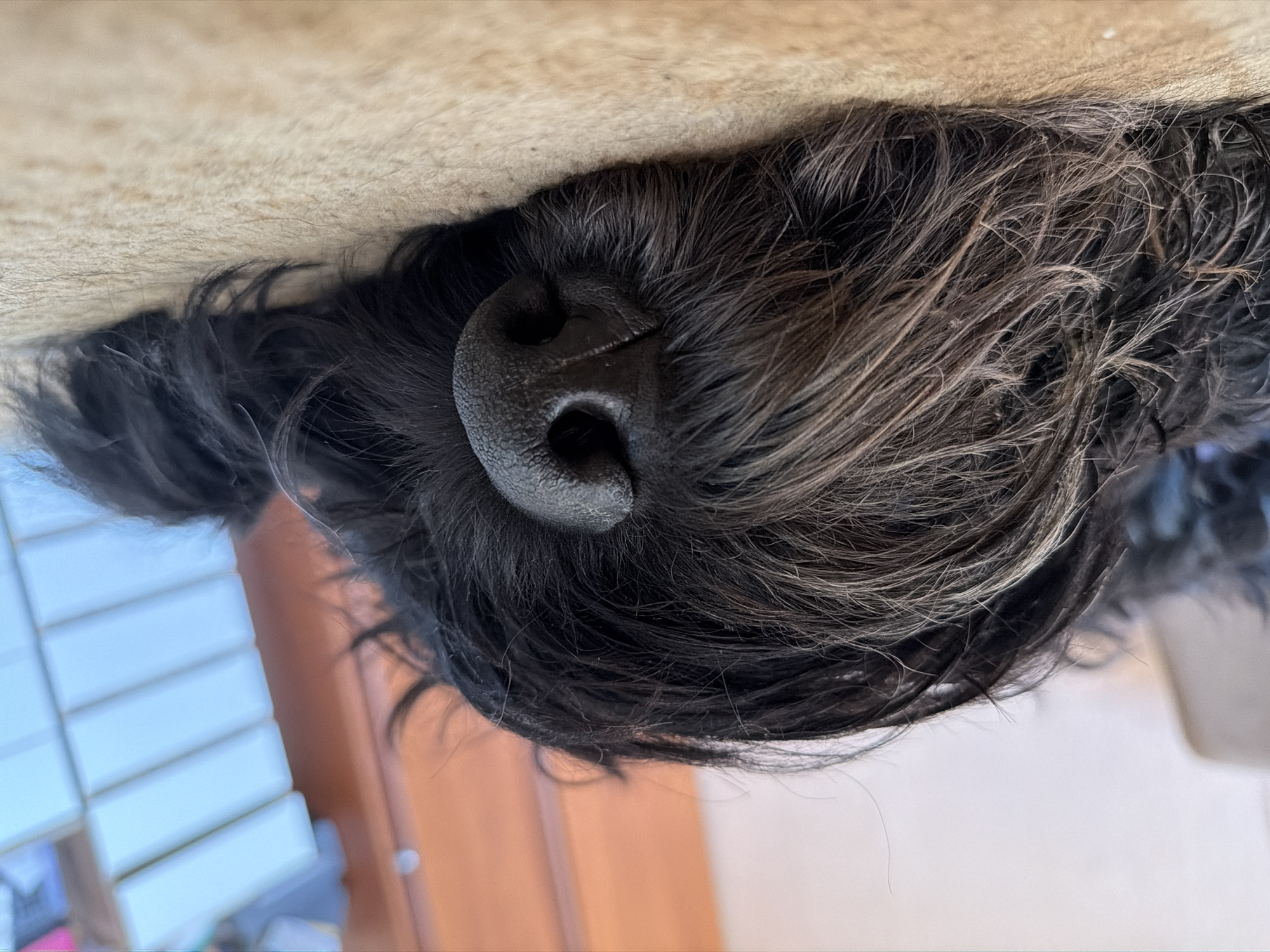 A close-up, low-angle shot shows the head of a black dog sleeping on a tan surface, likely a rug or blanket. The dog's muzzle, covered in dark fur and a textured black nose, is prominent in the center of the frame. Some of the fur is graying, particularly around the muzzle. The background is blurred, revealing hints of furniture with white drawers and an orange wall. The lighting suggests an indoor setting. The image does not contain any information that would indicate its location in Okha, Russia.