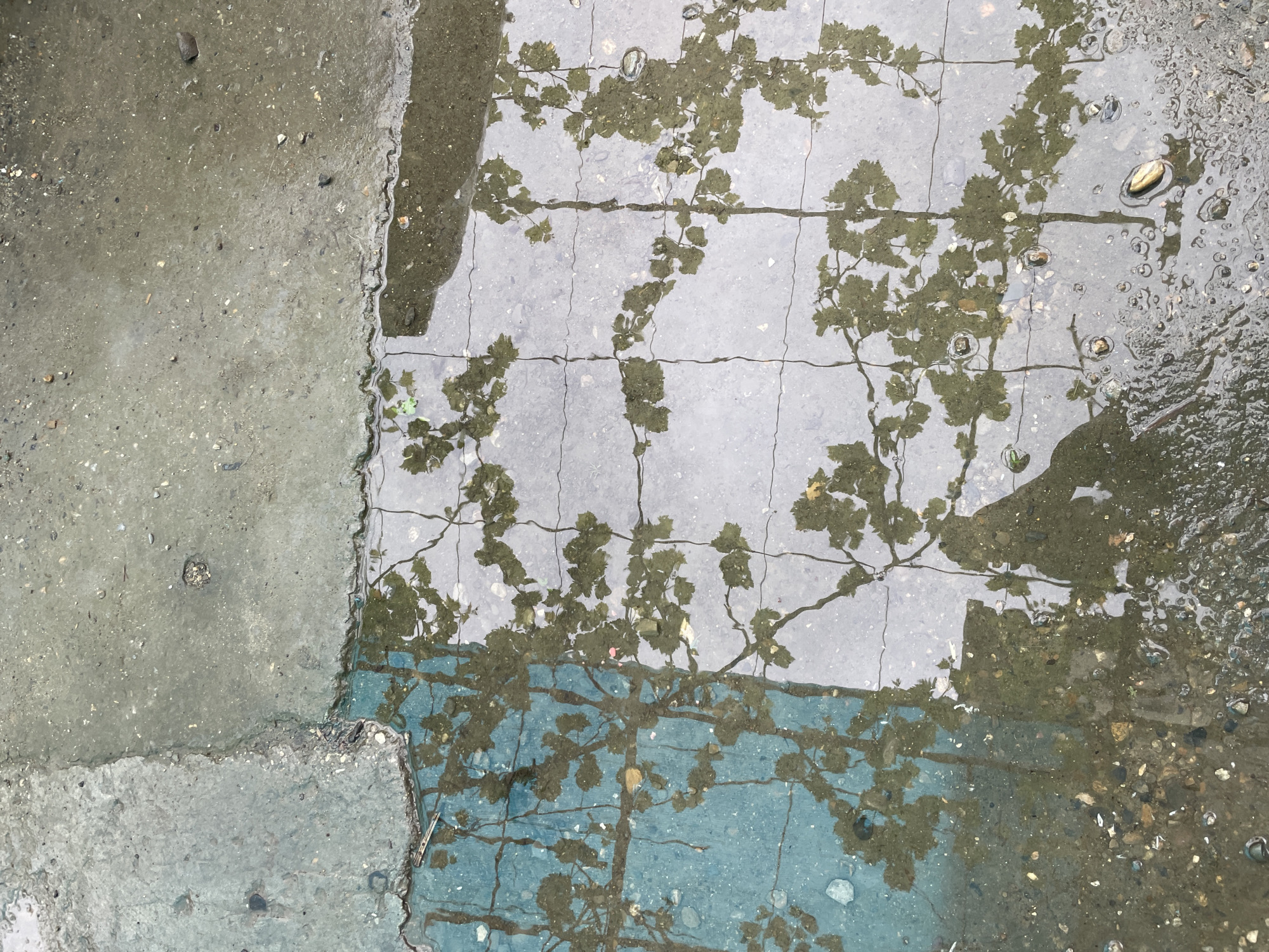 The image shows a section of a wet, possibly tiled, concrete surface in Olginka, Russia. A shallow puddle reflects the bare branches and leaves of a tree, creating an abstract, mirrored pattern on the surface. The water obscures the ground, but pebbles and small debris can be seen embedded. A rough edge of a different concrete slab borders the puddle.