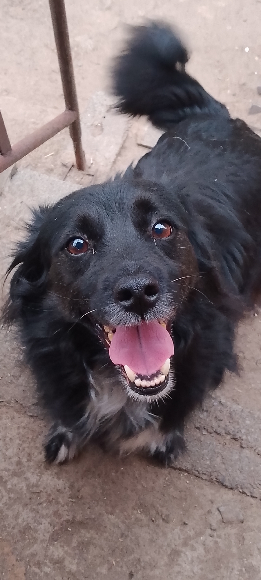 A black, medium-haired dog is lying on a textured, gray outdoor surface, possibly cobblestones or rough pavement. The dog is facing the camera with its mouth open, tongue extended, and teeth visible, suggesting panting or an excited expression. Its eyes are dark brown and appear to be looking directly at the viewer. The dog has some white fur around its chin and chest. In the background, a rusty metal bar is visible on the left side of the frame, and the ground continues to the right. The overall setting appears to be an outdoor area in Belgorod, Russia, possibly a yard or alleyway.