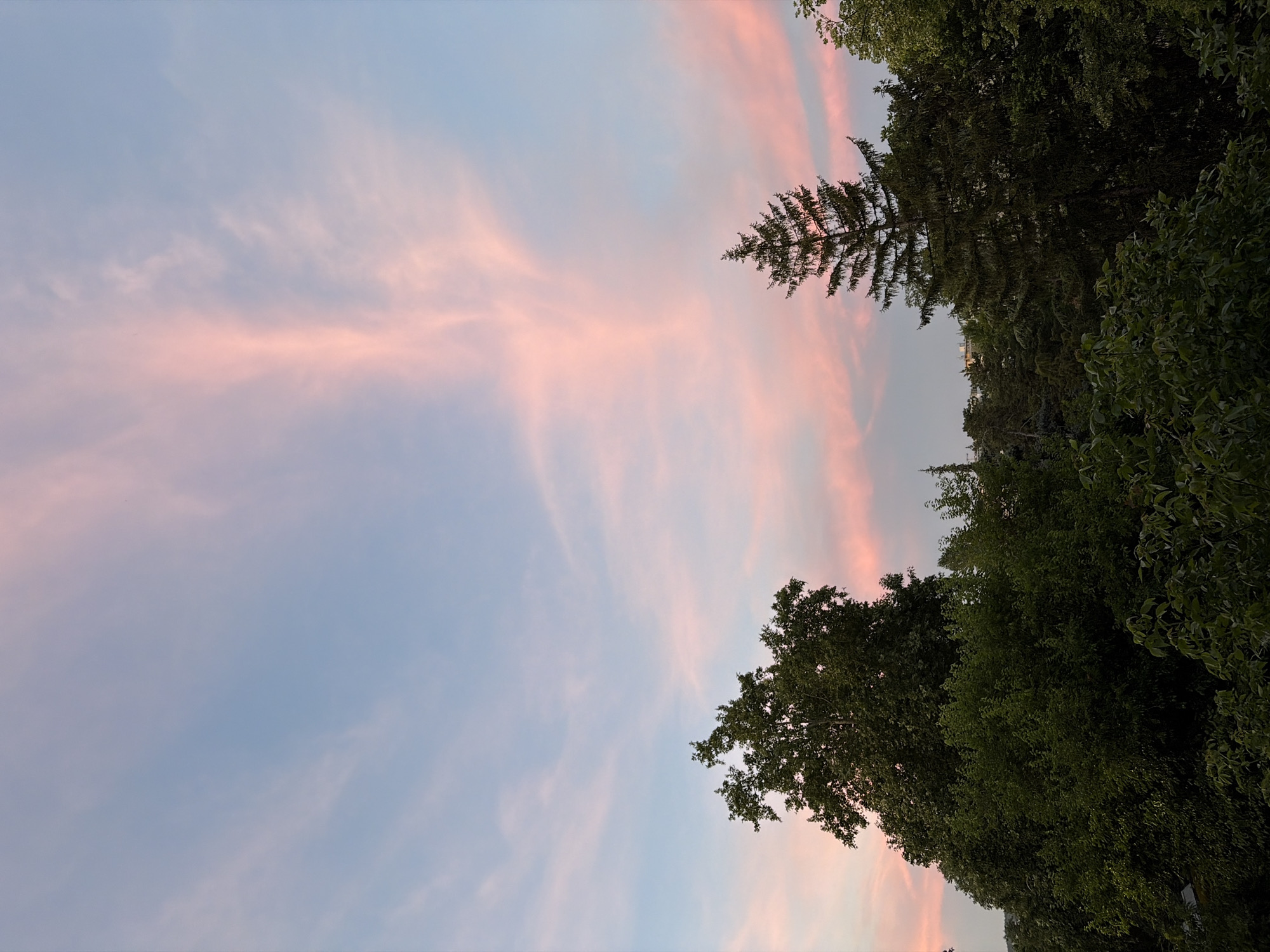 A vertical, full shot captures a twilight sky with delicate pink clouds against a pale blue backdrop. Below the sky, a dense line of lush green trees forms the lower portion of the image, with the tops of a few evergreen trees piercing through the foliage. The trees are silhouetted against the lighter sky, creating a stark contrast. The scene appears to be an outdoor, natural setting within a city, as hinted by the buildings visible in the distance behind the trees.