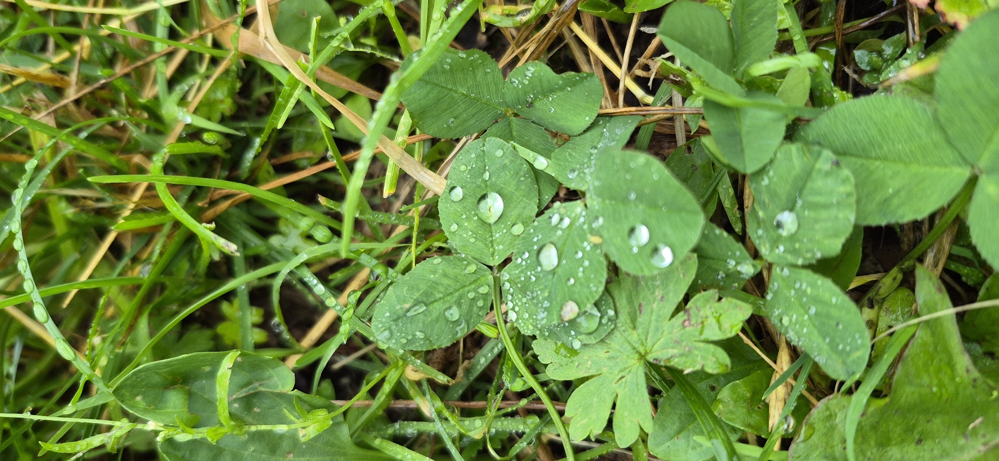 This close-up, eye-level, vertical shot presents a patch of wet green clover and grass in Ussurijsk, Russia. The leaves are speckled with numerous small water droplets, and a few larger, distinct droplets are visible, reflecting the light. Some dried grass stalks are interspersed among the green foliage, also appearing damp. The ground beneath is not clearly visible, obscured by the dense vegetation. There are no people or animals present. The lighting is diffused, suggesting an overcast or early morning/late evening setting. The focus is sharp on the clover leaves and water droplets, with the background grass slightly blurred.