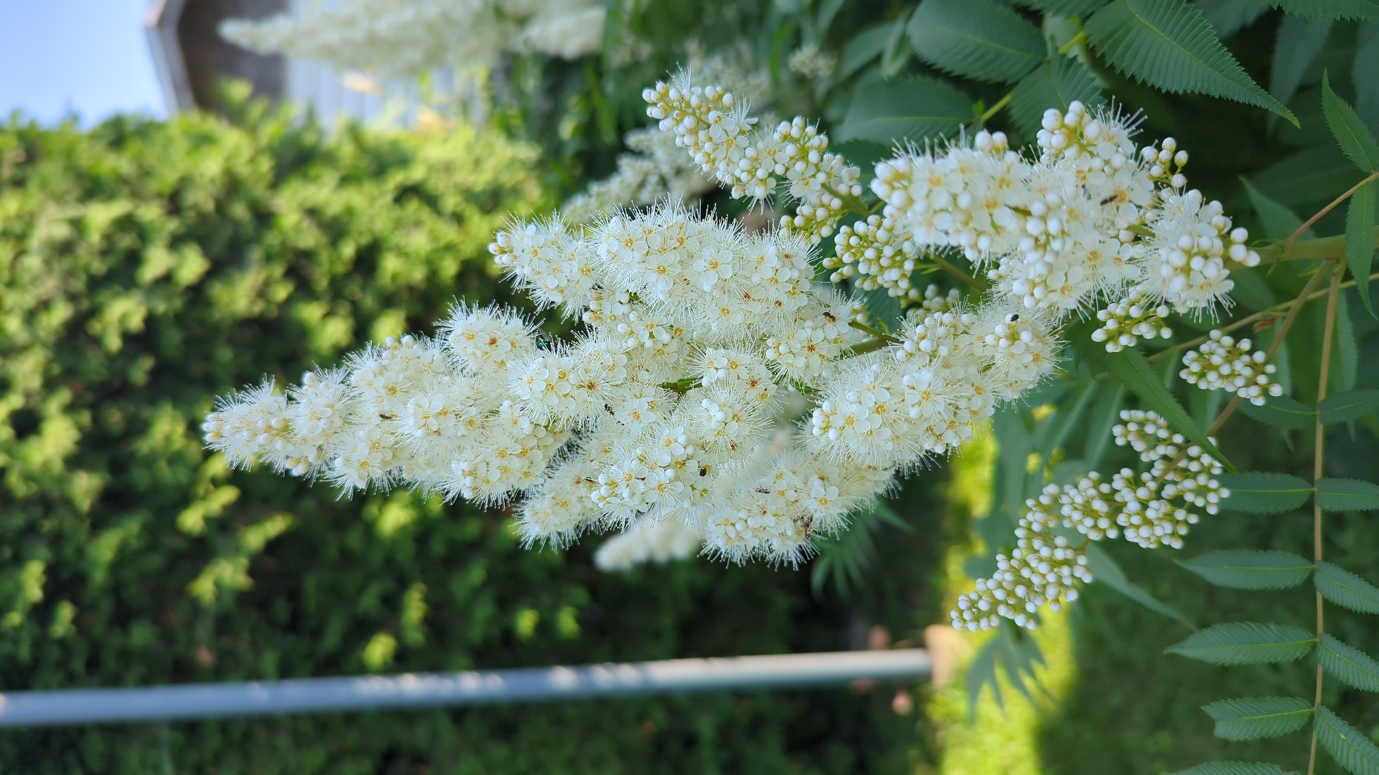 A close-up, eye-level shot focuses on a cluster of white, feathery flowers on a plant, likely a species of Rowan or Sorbaria, against a blurred background of lush green foliage and a partially visible building. The flowers are densely packed and appear delicate, with numerous small white petals and prominent stamens, some of which have a slight yellow tint. Several tiny insects, likely flies or small bees, are visible on the flower clusters. In the background, a tall, grey pole stands to the left, and a large, mature evergreen hedge forms the primary backdrop. A sliver of a house with a brown roof is visible on the right, suggesting a residential setting. The lighting indicates it is daytime, with sunlight illuminating the scene and casting soft shadows. The setting appears to be a garden or yard in Terrebonne, Canada, given the context provided.