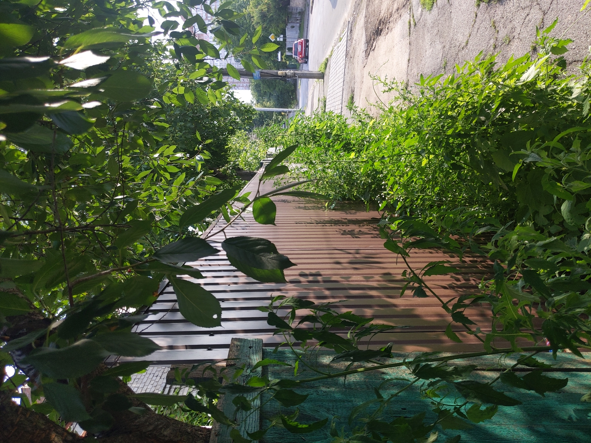 The image captures a view of a street in Kyiv, Ukraine, on a sunny day. In the foreground, a wooden fence, partially painted teal and partially weathered wood, runs horizontally across the frame. Lush green foliage, including leafy branches from a tree overhead, drapes over the fence and a young plant grows vertically along its left side. The fence transitions to vertical brown corrugated metal panels. To the right of the fence, a sidewalk is visible, paved with concrete slabs and bordered by a strip of dry dirt and sparse grass. Beyond the sidewalk, a road runs diagonally into the distance, with a red car visible driving away from the viewer. Utility poles and more trees line the opposite side of the road, and in the far background, apartment buildings can be seen. The scene suggests a residential or suburban street with overgrowth along the fence line.