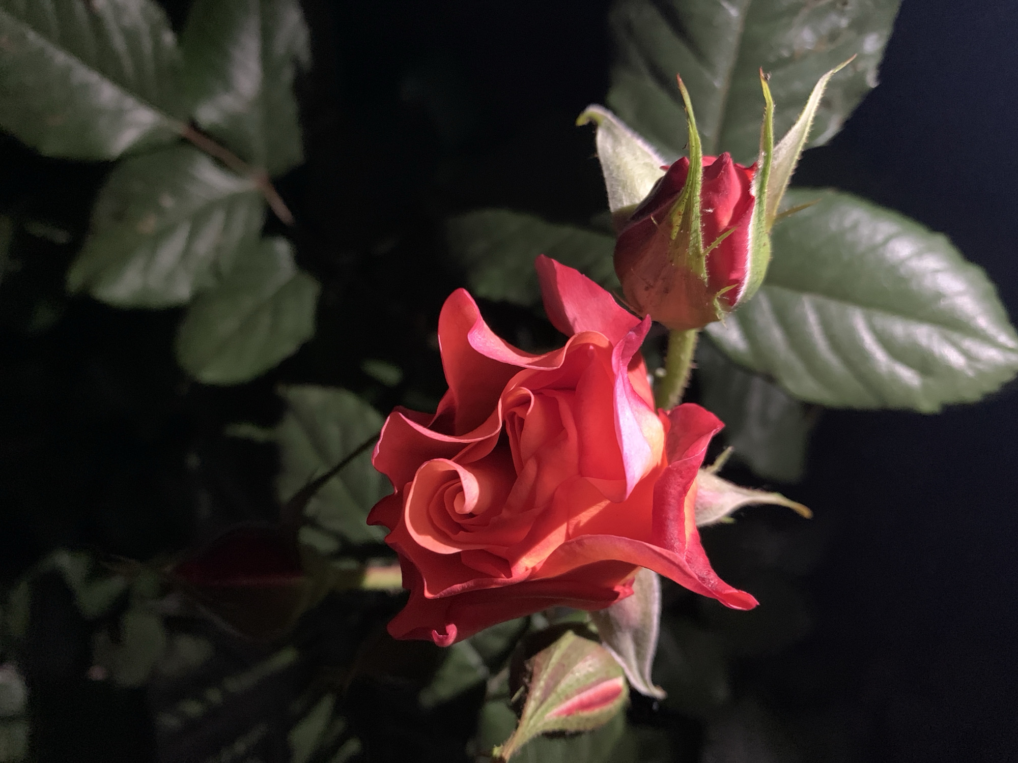 A close-up shot focuses on a partially opened red rose and an adjacent bud, both centered in the frame. The rose exhibits a deep red hue that lightens toward the edges of its ruffled petals, revealing hints of a lighter peach or pink color. The rose bud, appearing tight and elongated, has green sepals extending past the bud’s tip. Surrounding the rose and bud are several large, dark green leaves, which provide a contrasting background to the brighter blooms. The background is predominantly dark, obscuring details and putting focus on the rose and its immediate foliage. The location and city details of the scene are not provided.