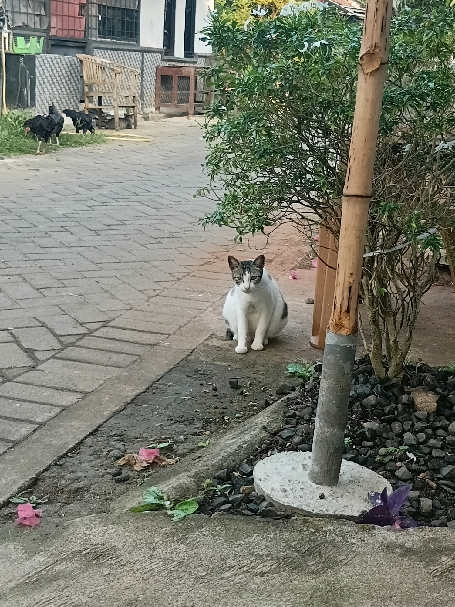 A medium shot captures a domestic cat sitting on the ground in front of a bush with bamboo poles. The cat is white with gray markings on its head and tail. Behind the cat, a paved walkway leads to a building with various outdoor furnishings, including a wooden chair and a cage. Two black chickens are visible in the background on the grass. The scene appears to be in a residential area.