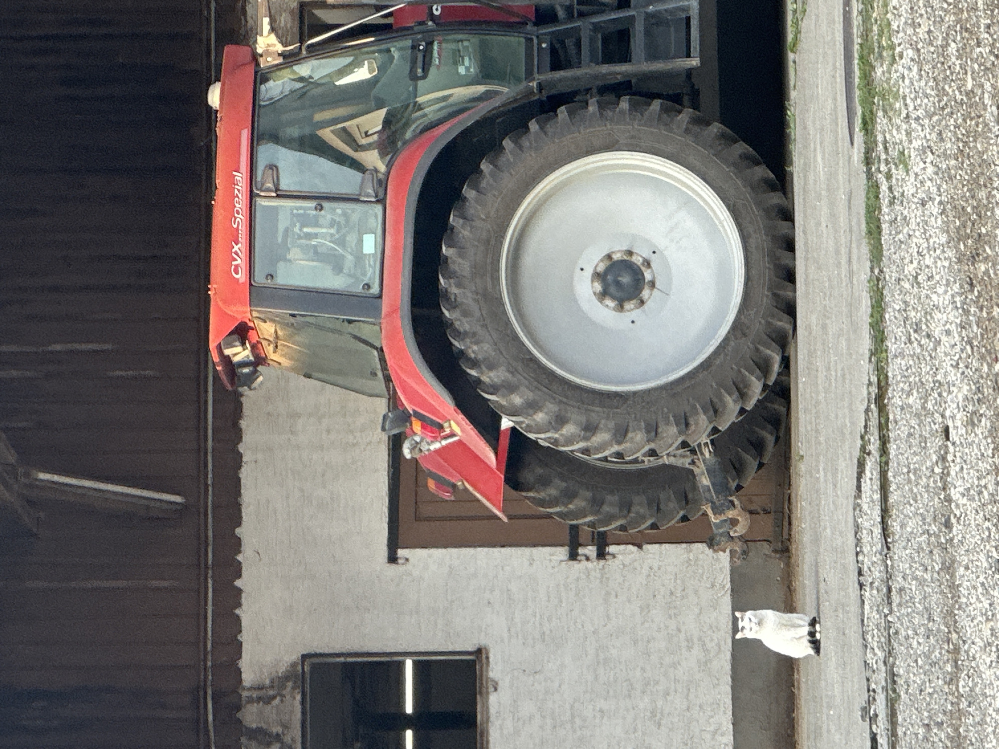 The image depicts a red tractor with "CVX...Spezial" branding on its roof, parked outside a building. The tractor features large, ribbed tires and a metal ladder on its right side. To the left of the tractor, a white cat with black markings on its paws and face sits on a gravelly surface in front of a white-walled building with a dark wooden door and a small rectangular window. The building has a dark wooden overhang. The scene appears to be outdoors, possibly on a farm or rural property, given the presence of the tractor and the building's architecture. The lighting suggests it is daytime, with sunlight casting shadows. No specific location within Günzburg, Germany can be determined from the image itself.