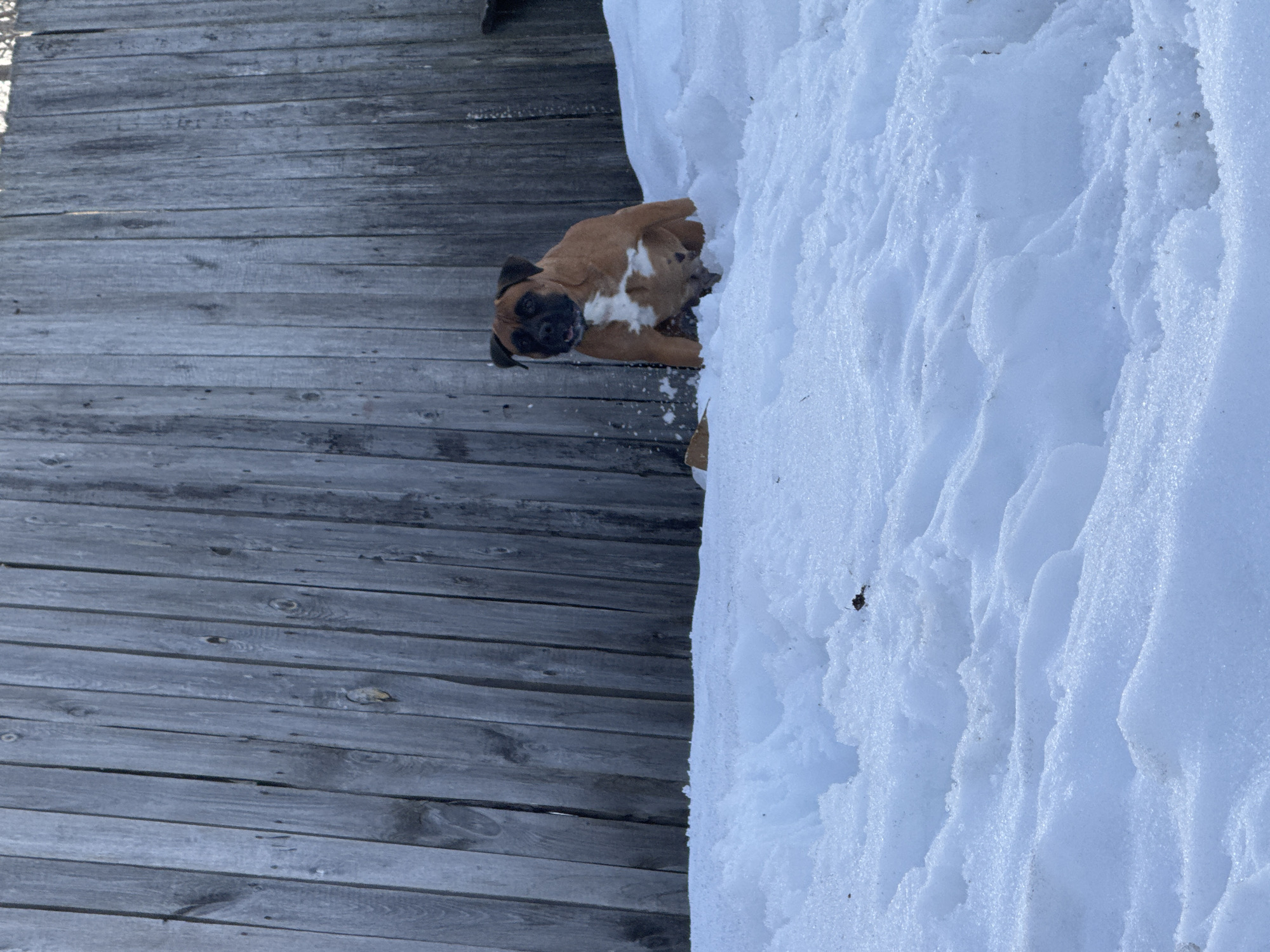 The image depicts a fawn-colored Boxer puppy with a black muzzle and white chest markings, standing amidst a field of granular snow. The dog is positioned slightly off-center to the right, facing towards the left of the frame with its mouth slightly open. Its front paws are partially obscured by the snow, which shows signs of disturbance around its body. In the background, a tall, weathered wooden fence composed of vertical grey planks extends horizontally across the entire width of the scene. The environment is outdoors, characterized by significant snow cover, indicating a winter setting in Chaikovsky, Russia. No other subjects or objects are clearly discernible, aside from minor debris in the snow.