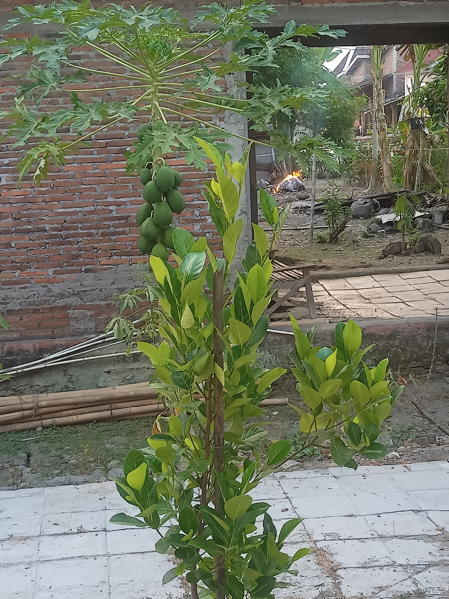 The image shows an outdoor scene in the city of Karangtalun, Indonesia. In the foreground, a young jackfruit tree with vibrant green leaves is prominently featured. Behind it, a papaya tree bears a cluster of unripe green papayas. The backdrop consists of a brick wall, a paved area with square tiles, a pile of bamboo poles, and a glimpse of houses and vegetation in the distance. A small fire is visible in the middle ground, with smoke rising. The overall environment suggests a residential area with a focus on agriculture.