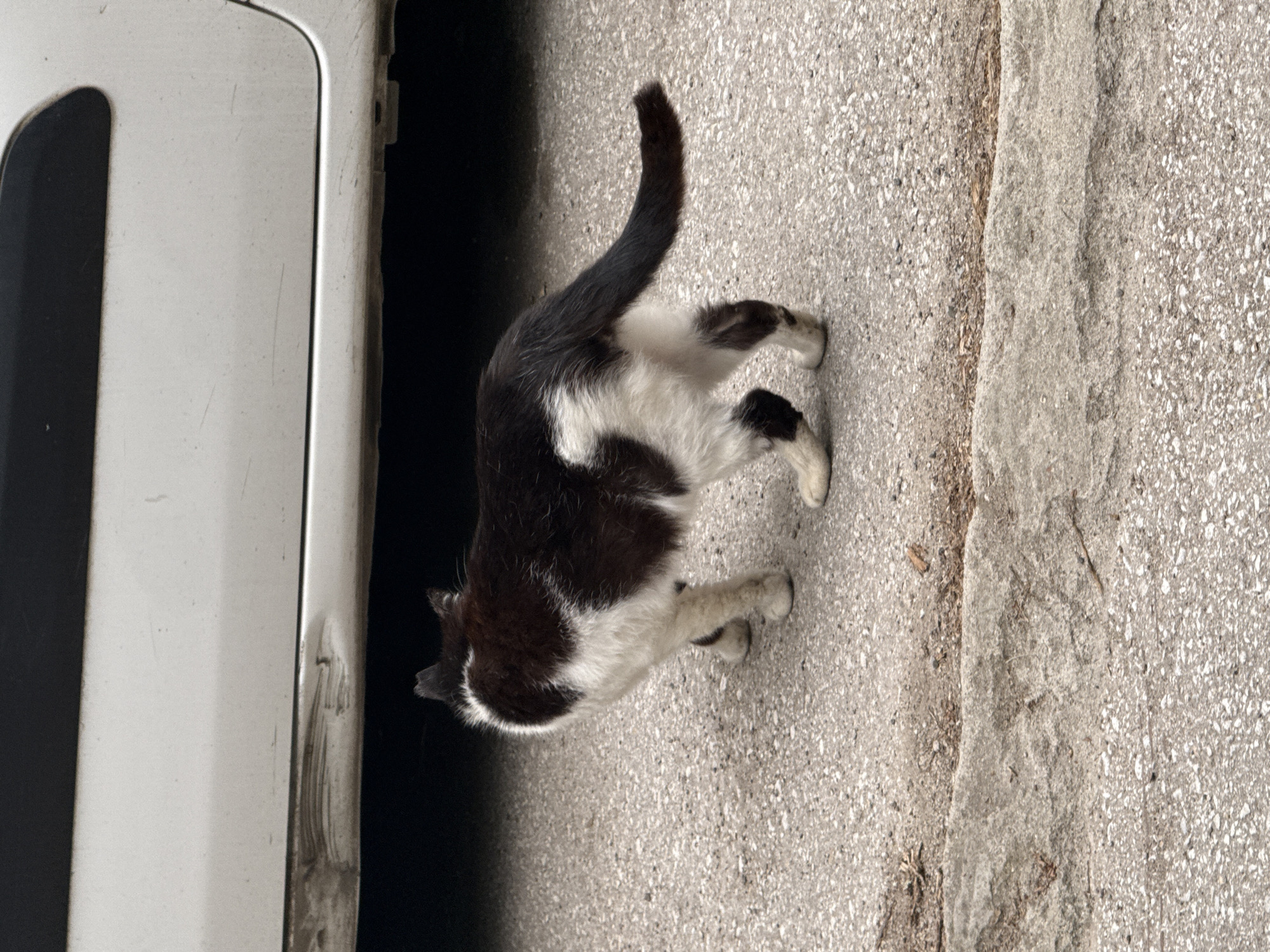 A black and white cat is standing on a concrete sidewalk next to a white vehicle. The cat is facing away from the camera and towards the vehicle. The sidewalk is cracked in some places. The location is Plovdiv, Bulgaria.