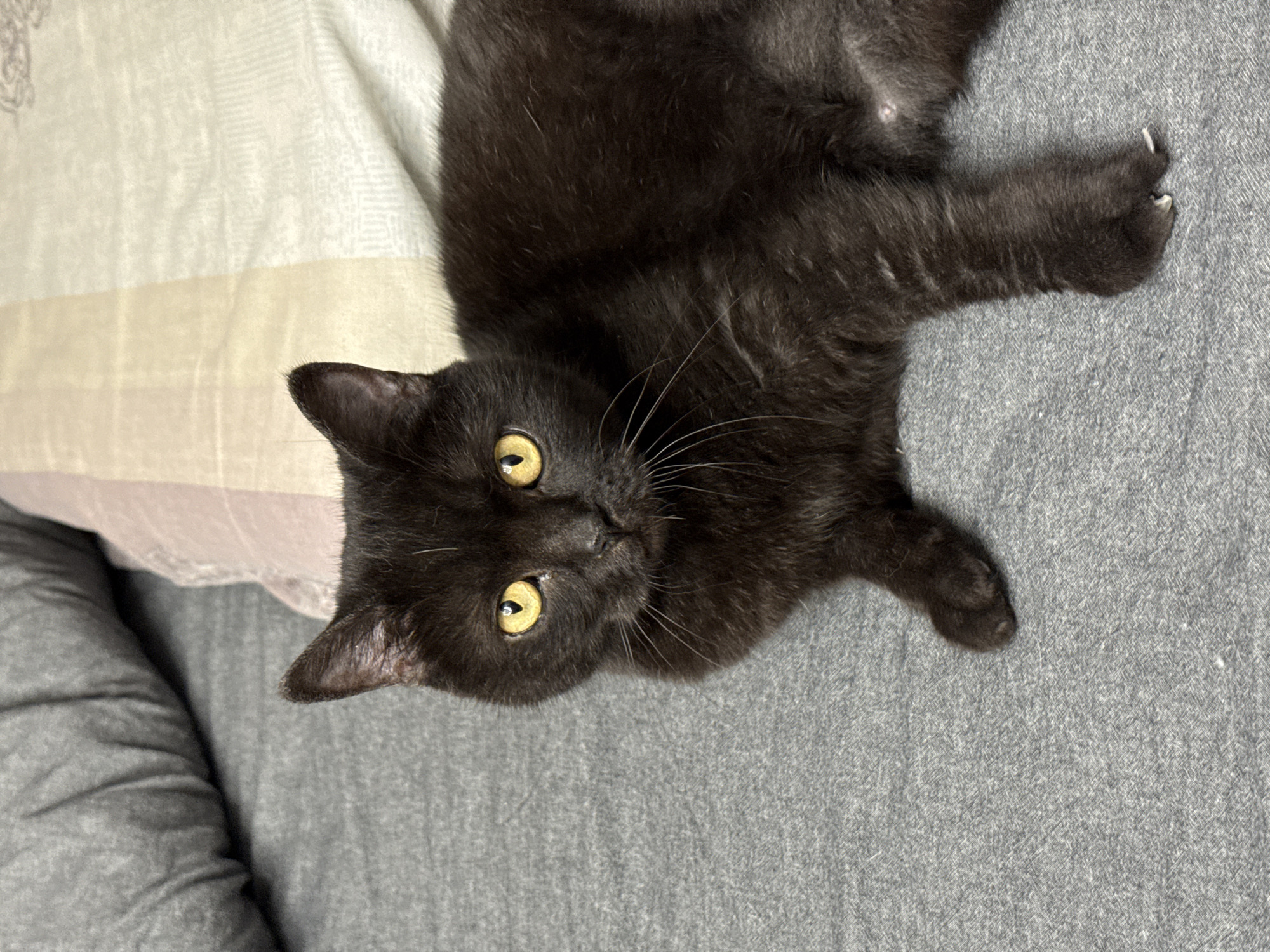 A black cat with bright yellow eyes is lying on a gray textured surface. The cat is positioned on the right side of the frame, with its body extending horizontally. Its head is turned to face the viewer, with its gaze directed forward. The background consists of two pillows, one gray and one with a striped pattern of beige and pink, placed behind the cat. The lighting suggests an indoor environment.