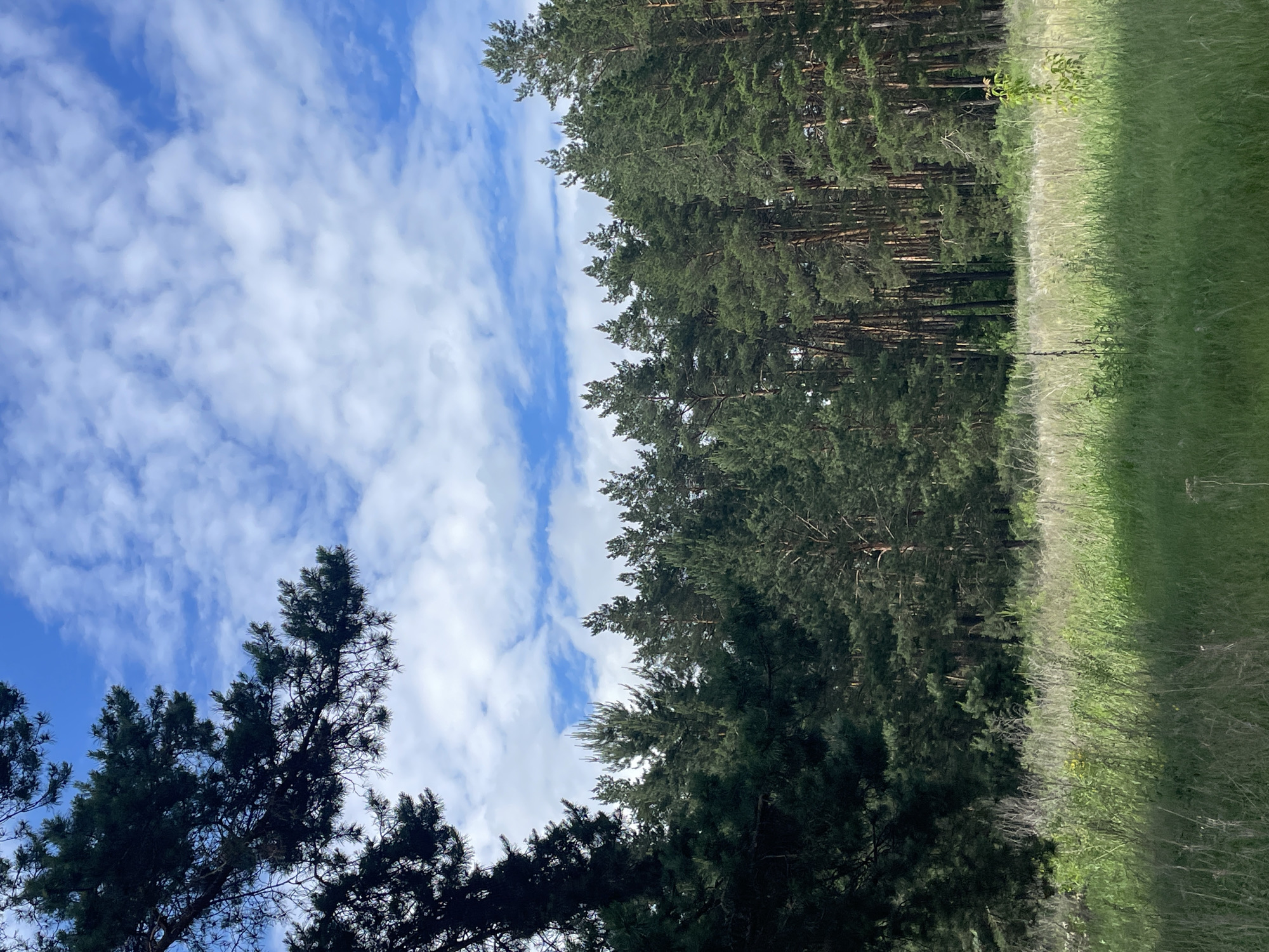 The image depicts a natural outdoor scene in Vasilevka, Russia, characterized by a forest edge and an open field under a partly cloudy sky. The upper section features a clear blue sky interspersed with numerous scattered white cumulus clouds. A dark, out-of-focus coniferous tree branch extends into the frame from the upper left, partially obscuring the sky. Below the sky, a dense coniferous forest, predominantly composed of pine trees, spans the horizon, forming a solid wall of deep green foliage. The trees exhibit varying heights, with some taller specimens extending upwards. In the foreground, a verdant meadow or field of tall grass occupies the lower third of the image. The grass appears lush and green, with some lighter, drier stalks intermingled. Areas of the field are illuminated by direct sunlight, while others remain in shadow. A small, light green sapling or plant is visible on the right side of the grassy field. No people, animals, or man-made structures are present within the frame. The scene conveys a tranquil, natural environment during daylight hours.