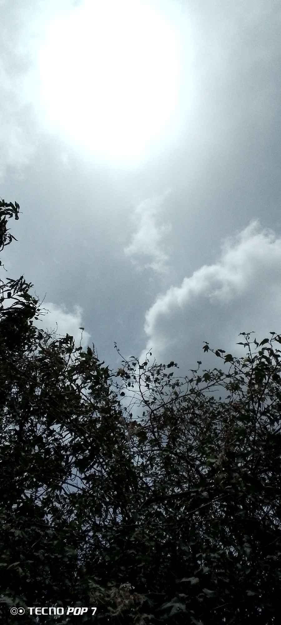 The image shows a view looking up through the branches of a tree towards a cloudy sky. The sun is visible as a bright white circle, partially obscured by the clouds. The branches and leaves of the tree are dark and dense in the foreground, creating a silhouette effect. The sky is gray with patches of lighter white clouds. The image was taken in Altagracia, Venezuela. The camera model is Tecno Pop 7, which is visible in the lower left corner of the image.