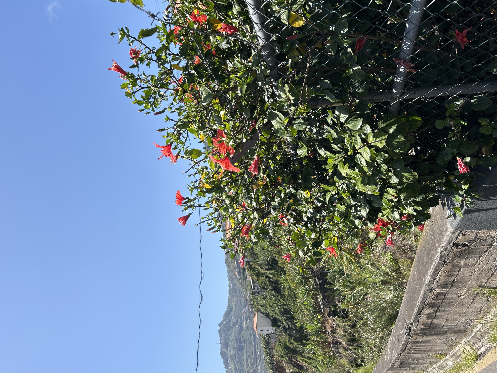 The image depicts a roadside view in Câmara de Lobos, Portugal. A vibrant hibiscus bush with red trumpet-shaped flowers is situated next to a concrete wall. The bush is partially growing on a chain-link fence. In the background, a lush green hillside slopes down, featuring houses and various vegetation. The sky is clear and blue.