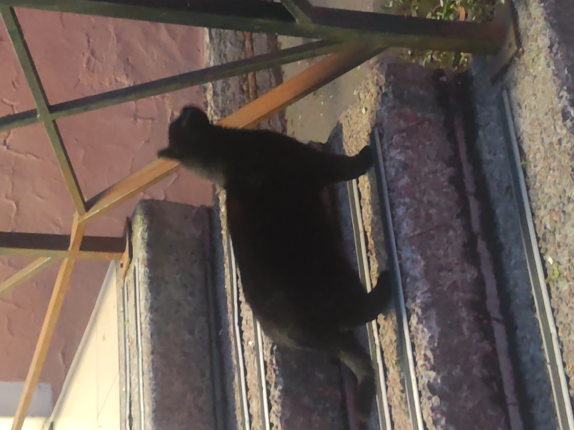 A black cat is sprawled across a set of stone steps with metal railings. The steps lead up, and a portion of a structure with wooden beams is visible on the left. Some greenery is growing near the railings. This scene may be located in the city of Pushkin, Russia.