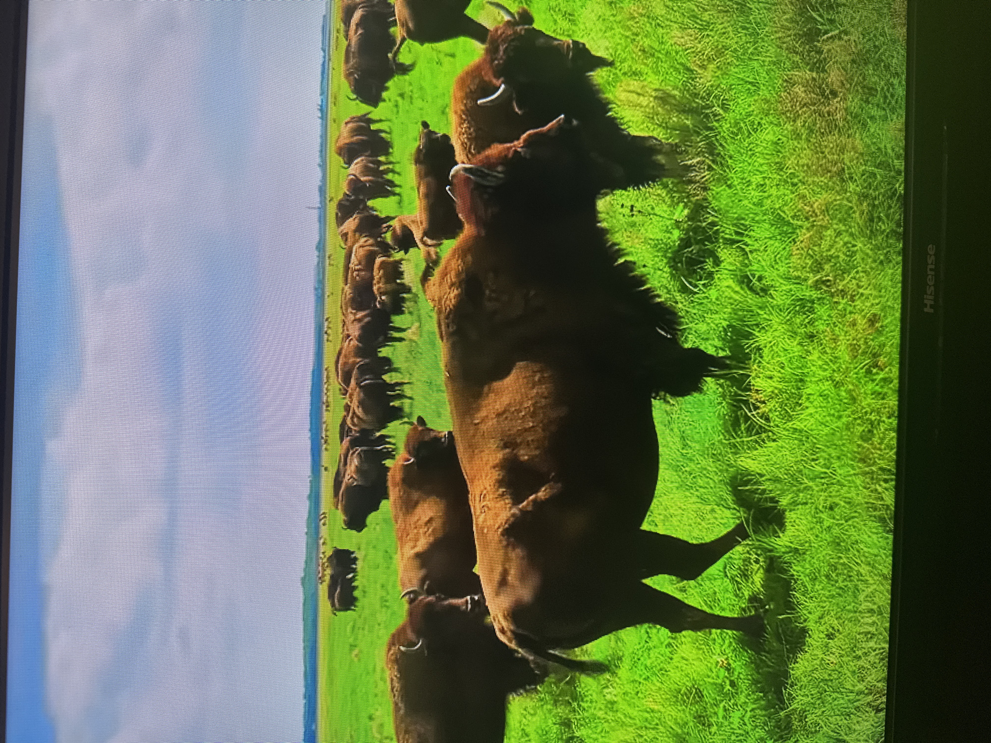 This image displays a herd of bison grazing in a vast, vibrant green field under a partly cloudy blue sky. The bison are brown and appear to be of various ages, with some larger adults and smaller calves visible. They are spread across the field, with some in the foreground and others further in the distance. The environment suggests a natural, open habitat, possibly a prairie or a large park. The lower portion of the image shows the bottom of a screen with the brand name "Hisense" visible, indicating this is a photograph of a display. There is no information in the image to suggest this scene is located in Kyiv, Ukraine.