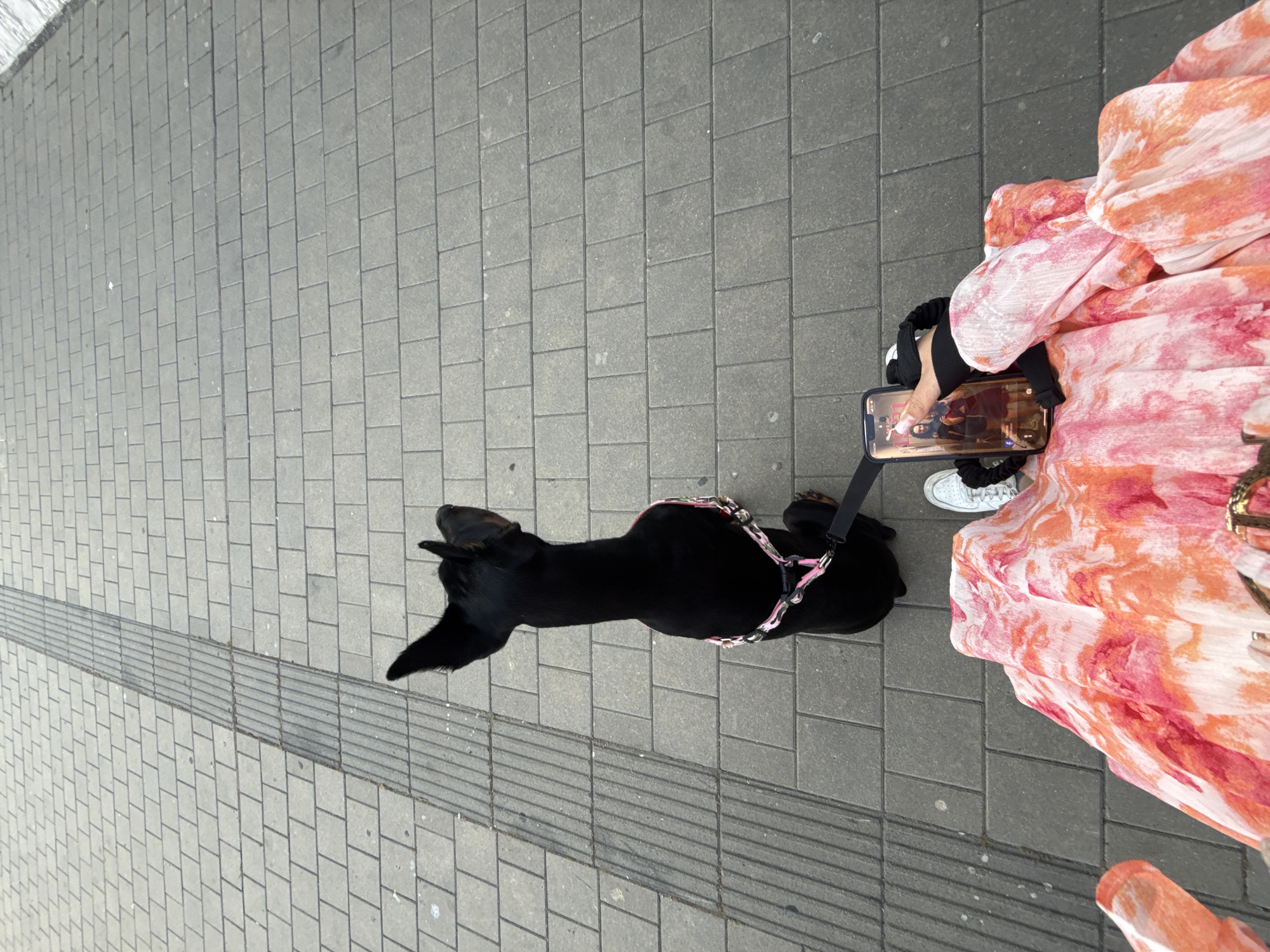 An overhead photograph depicts a scene on a paved urban surface in Burgas, Bulgaria. A black dog, identifiable by its erect, possibly cropped ears suggesting a Doberman Pinscher type, is seated facing away from the camera, looking towards the top of the frame. It wears a pink and camouflage-patterned harness, to which a black leash is attached, extending out of view to the right. To the lower right, a person's lower body is visible, dressed in a flowing garment patterned with vibrant pink and orange hues. A white sneaker is partially visible on the person's right foot. The person's right hand holds a smartphone, vertically oriented, displaying an image of two individuals posing indoors, alongside what appears to be a social media interface with various icons at the bottom of the screen. A black scrunchie is worn on the person's wrist, and another is visible near the shoe. The ground consists of light grey rectangular pavers laid in a staggered pattern. A strip of tactile paving, characterized by parallel ridges, runs vertically through the middle-left of the frame.