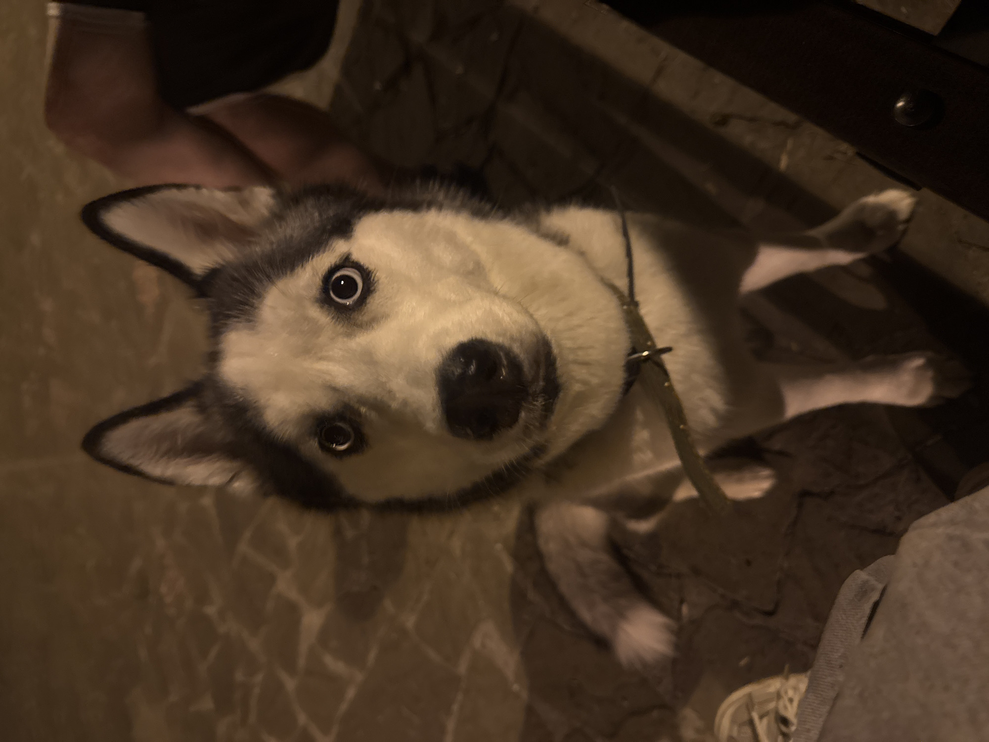 A husky dog with piercing blue eyes looks directly at the camera, its head tilted slightly. The dog is wearing a dark collar. It is standing on a cobbled surface, possibly a pedestrian walkway or plaza. In the background, a person's legs are visible, suggesting they are seated. The lighting indicates it is nighttime or a dimly lit area. The scene does not provide any specific indicators of its location within Tolyatti, Russia.