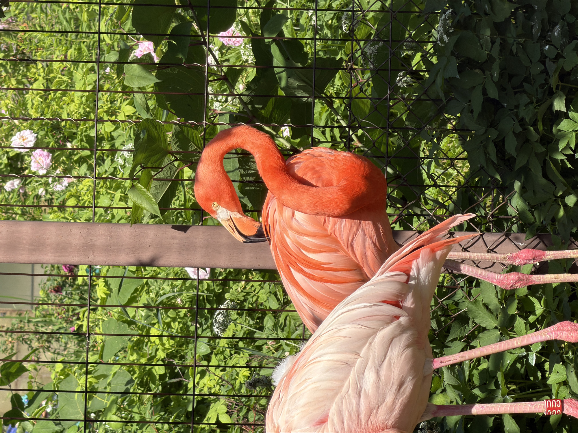 The image shows two flamingos behind a wire fence. One flamingo is in the foreground, facing left, with its neck curved. It is bright orange. The other flamingo is mostly out of frame to the left, showing its back and neck, which is a lighter pink. Both flamingos have long, pink legs. Behind the flamingos, there is lush green foliage and some pink flowers. A brown wooden pole is visible in the center of the image, also behind the fence. The scene appears to be an outdoor enclosure, possibly in a zoo.