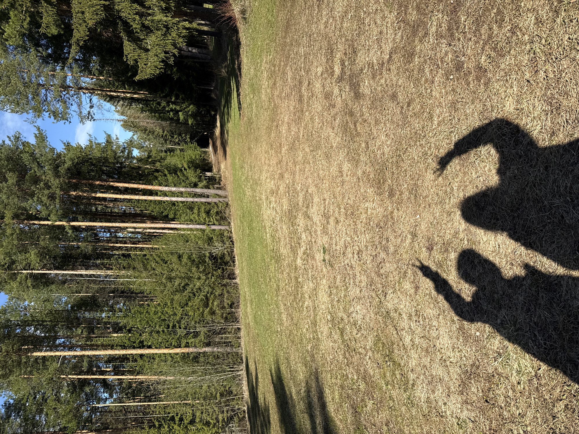 The photograph appears to have been taken in a grassy area adjacent to a forest, likely in Адам, Russia. The ground is covered with a mix of green and brown grass. A dense line of evergreen trees forms the forest edge on the left side of the frame, under a blue sky with few clouds. Two shadows are cast on the ground, suggesting the presence of at least two individuals standing outside of the frame. The shadows are oriented to the right side of the image, appearing to point away from the figures to some object off frame. The landscape is relatively flat.
