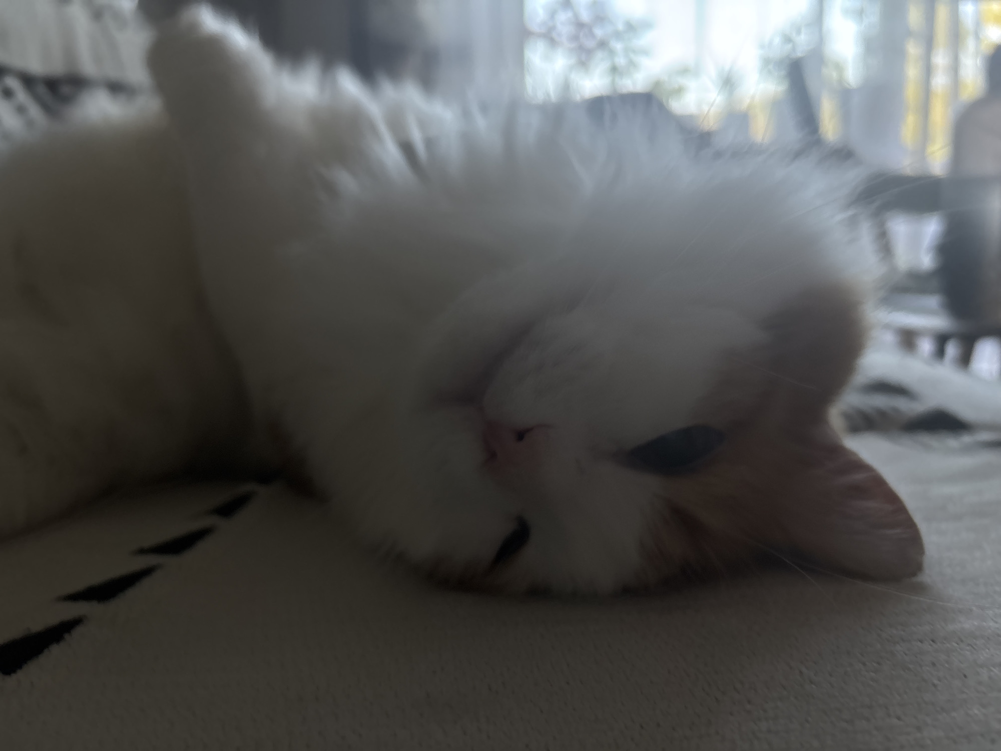 An indoor, close-up, low-light shot captures a white and ginger (or orange) domestic cat resting on a soft, light-colored surface, possibly a bed or sofa. The cat is lying on its back or side, with its head slightly tilted towards the viewer and one eye partially visible, appearing dark. Its pink nose is prominent, and its fluffy fur is mostly white with distinct ginger markings on its ears and around its face. The cat appears relaxed and peaceful.
To the left of the cat, the fabric on which it rests features a dark, geometric pattern of triangular or dashed shapes. The background is out of focus, indicating a shallow depth of field, and shows a source of soft, natural light, likely from a window. Hints of blurred green and yellow tones suggest foliage or outdoor scenery beyond the window. The overall lighting is dim, creating a calm and cozy atmosphere. No text is visible in the image. The scene is located in Zheleznogorsk, Russia.