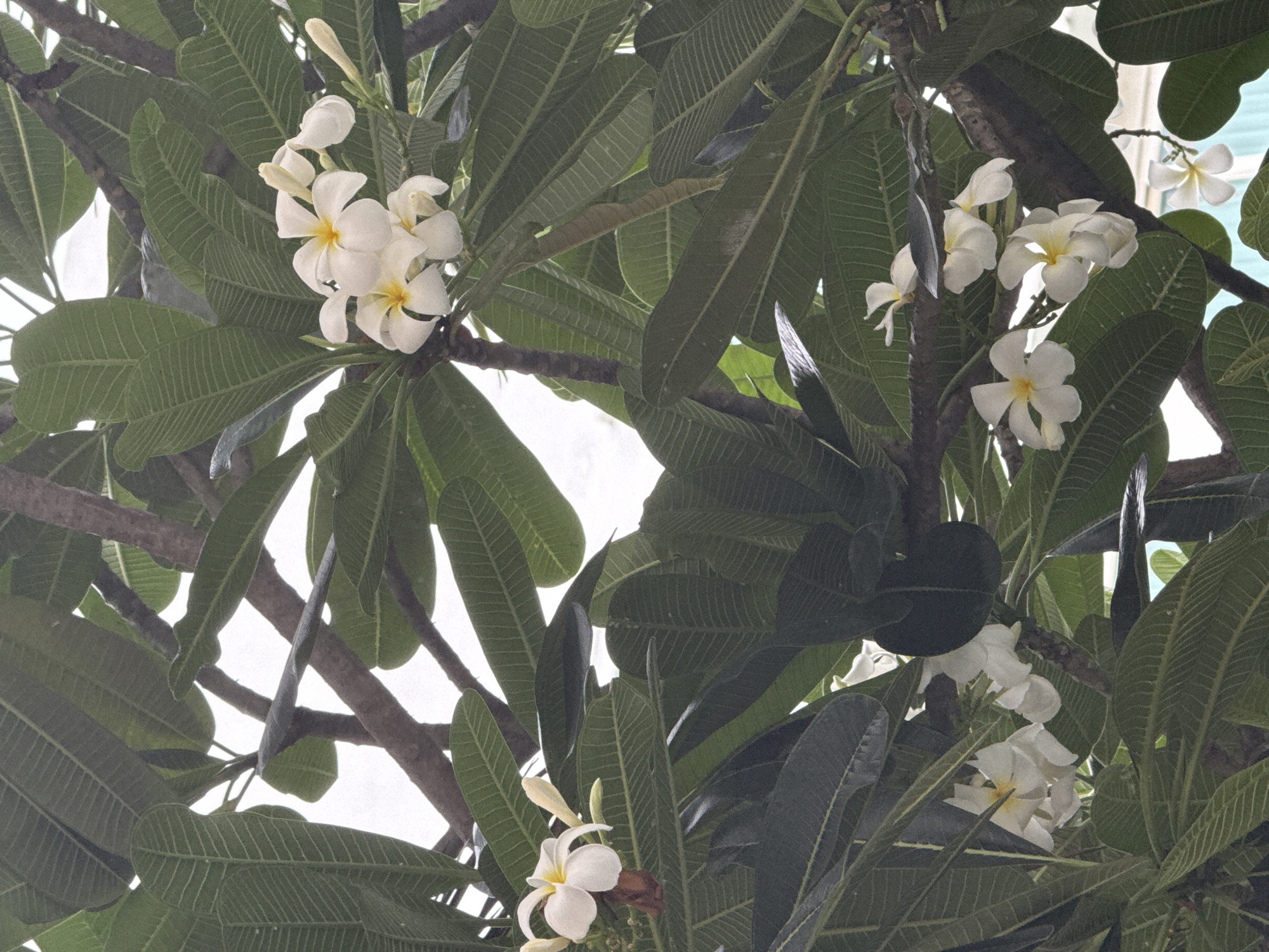 A close-up, low-angle shot captures a branch of a Frangipani tree in Pattaya City, Thailand. The branch is laden with large, dark green, veined leaves and several clusters of white Frangipani flowers, some with yellow centers. The flowers are in various stages of bloom, with some fully open and others still in bud. The overcast sky provides a soft, diffused light, and a faint hint of a building can be seen in the background. The image is rich in detail, highlighting the texture of the leaves and the delicate structure of the flowers.