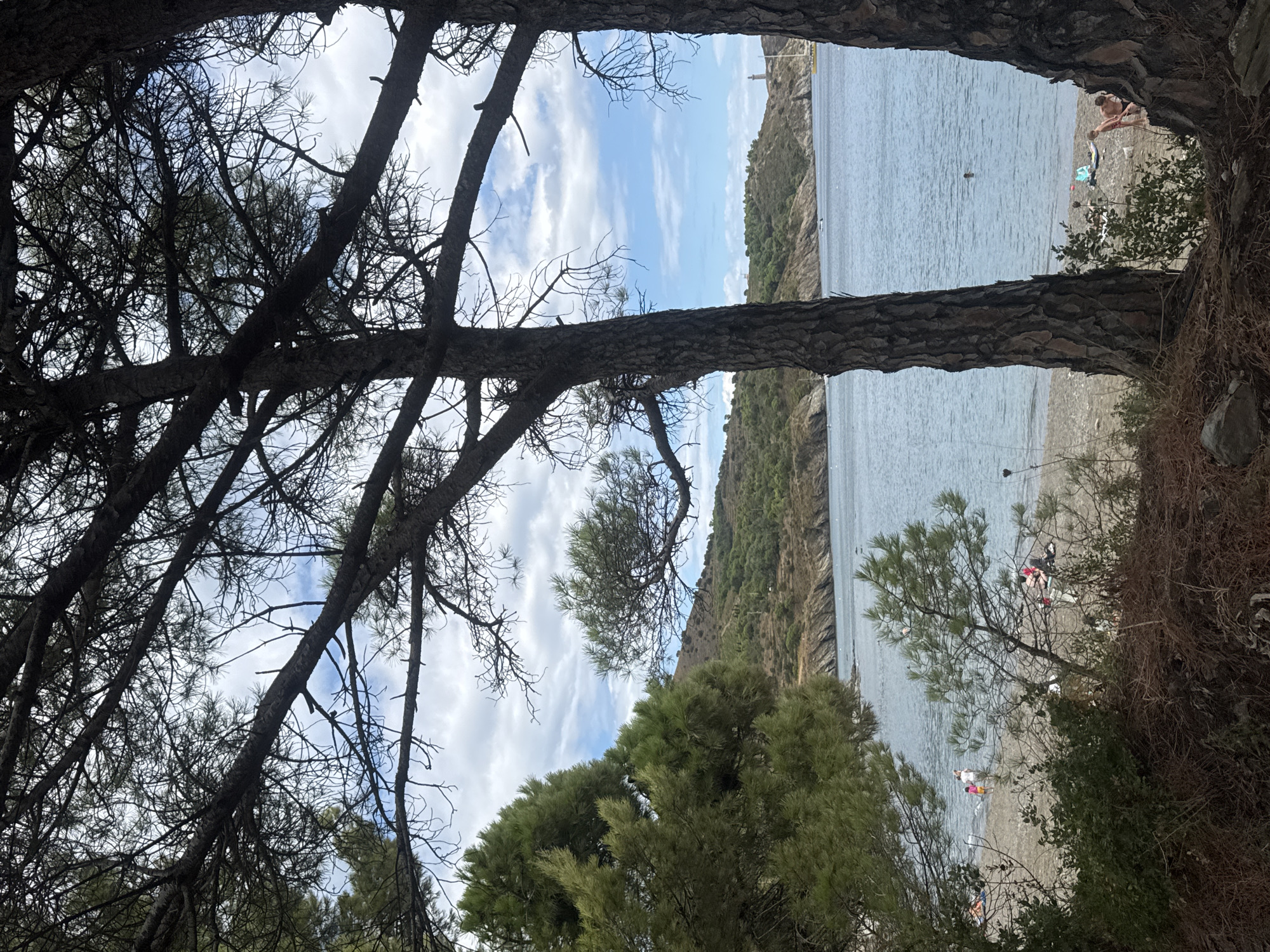 This image depicts a coastal scene in Port-Vendres, France, viewed through the branches of pine trees. In the foreground, the textured bark of two large pine trees frames the view. The middle ground reveals a pebble beach with several individuals engaged in various activities. Some are wading in the clear blue water, while others are seated on the shore, possibly relaxing or picnicking. The sea stretches out towards a mountainous coastline covered in green vegetation. In the distance, a lighthouse stands atop a hill, and several boats are visible on the water, suggesting a harbor or bay area. The sky is a mixture of blue and white clouds, indicating fair weather. The overall impression is one of a serene coastal resort.