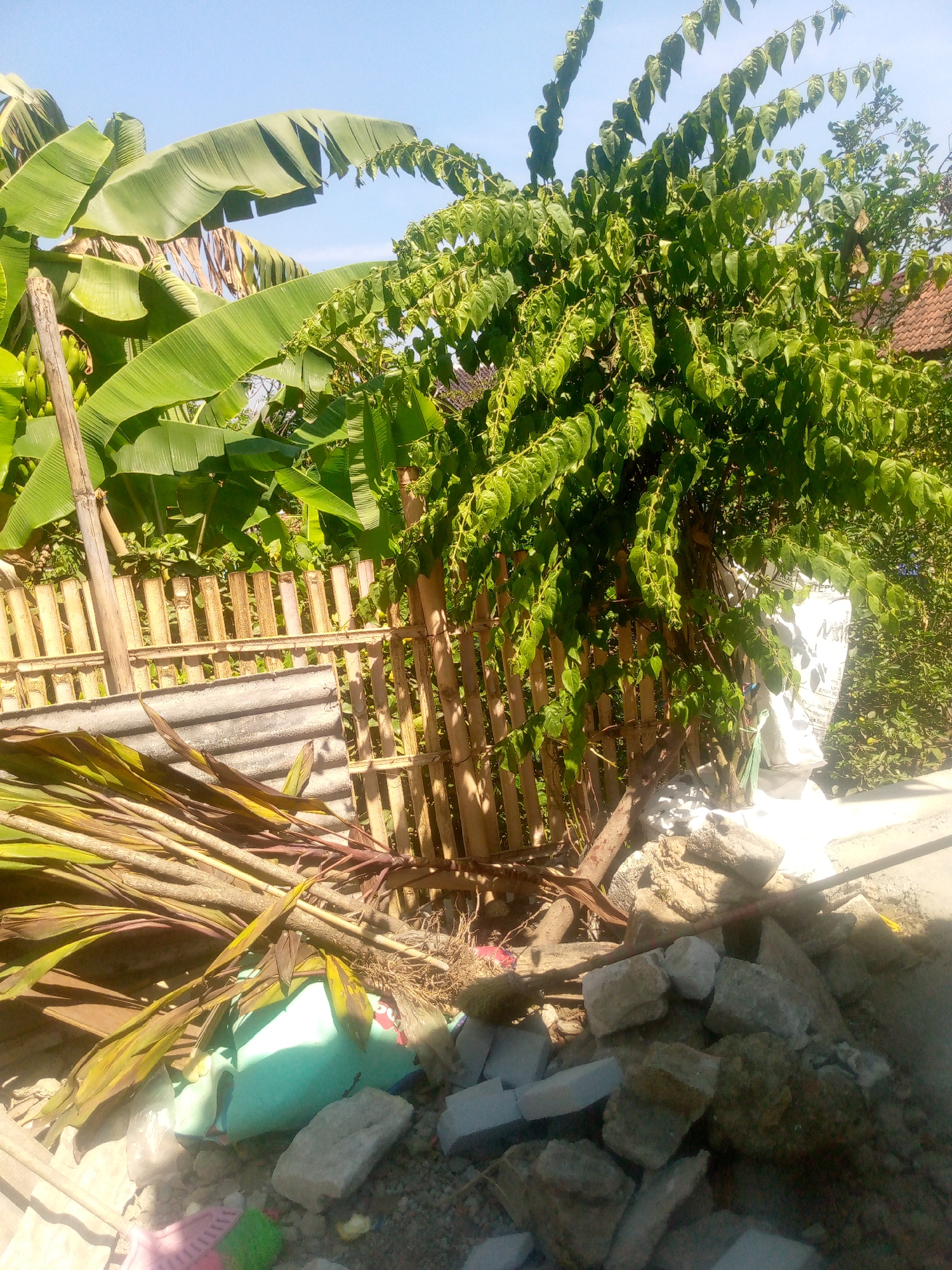 The image depicts an outdoor scene in Giriasih, Indonesia, characterized by lush vegetation and debris. In the foreground, a pile of construction debris, including concrete blocks and a blue tarp, is scattered on the ground. Several dried palm fronds lie on top of the tarp. Behind the debris, a fence constructed from bamboo slats separates the area from the background. To the left, large banana leaves dominate the scene, with a bundle of green bananas visible. A tall, slender tree with abundant green leaves and delicate, hanging branches stands prominently in the center, its branches reaching towards the bright blue sky. To the right, a white woven bag is partially visible, and further back, a portion of a tiled roof suggests the presence of a building. The overall environment appears to be a somewhat unkempt outdoor space, possibly a residential yard or a transitional area between a populated space and natural growth.