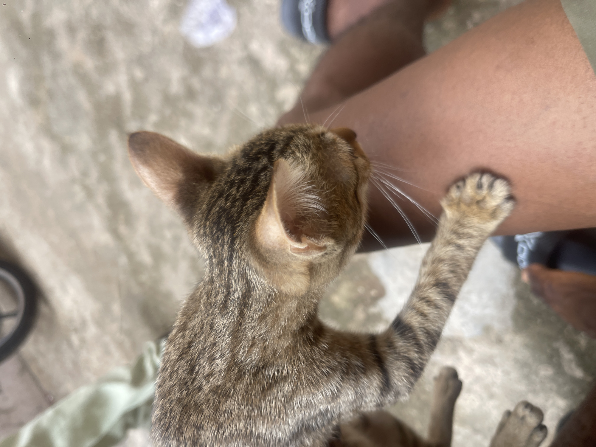 A young tabby cat is standing on its hind legs and reaching up with its right paw to touch the leg of a dark-skinned person. The cat's fur is striped brown and gray. The person's leg is bare. The setting is outdoors on a gray concrete surface. A white cloth and a black wheel are visible in the background. The location is Lokoja, Nigeria.