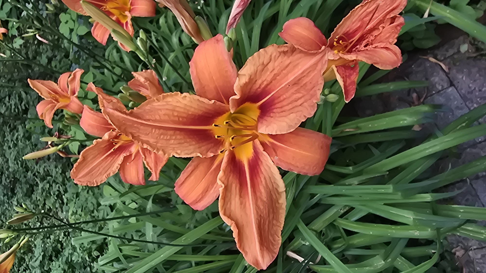 In Il'inskiy, Russia, a close-up, eye-level shot captures a cluster of vibrant orange daylilies blooming amidst lush green foliage. The dominant flower in the foreground, a fully open daylily, displays six ruffled petals with a deep reddish-orange hue transitioning to a bright yellow-orange center. Its stamens and pistil are visible and prominent. Other daylilies, some partially open and others as buds, are scattered throughout the frame, adding depth and color variation. The background consists of dense green leaves and stems, creating a natural, garden-like setting. The ground beneath the flowers appears to be a pathway made of grey pavers. The overall impression is of a well-maintained garden in bloom.