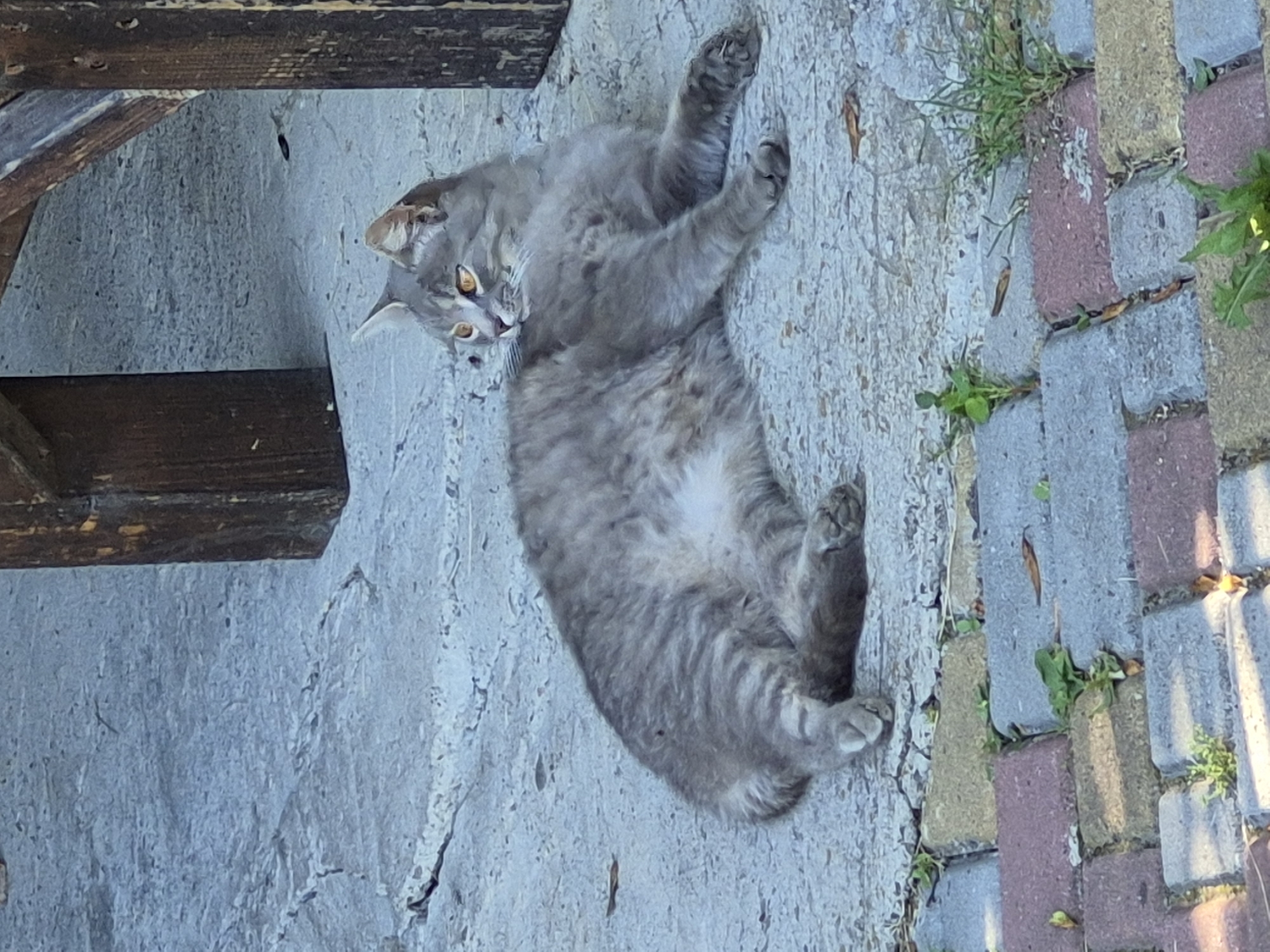 A gray tabby cat is lying on a concrete surface next to a wooden structure and a paved area. The cat is on its side, with its front paws extended and its hind legs tucked underneath. It has orange eyes and is looking to the left. The concrete surface is cracked and has some small leaves on it. The wooden structure is dark brown and appears to be part of a table or bench. The paved area is made of interlocking bricks in various shades of gray, pink, and yellow, with some small green plants growing in the gaps between them.