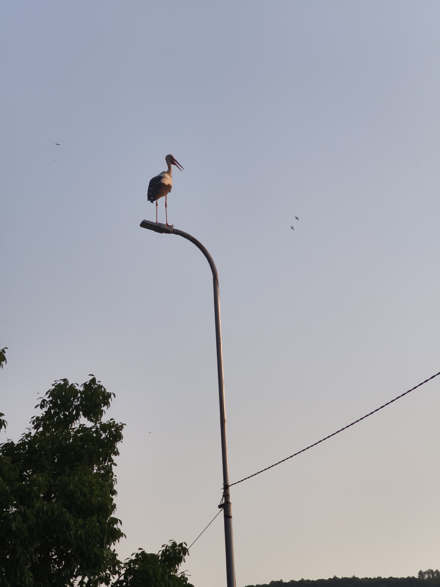 A White Stork stands on top of a street lamp pole. The sky is clear with a pale blue gradient from top to bottom. The stork is facing to the left, with its beak open, appearing to be in mid-call. Its legs are long and spindly, with orange feet gripping the lamp. The street lamp pole is tall and slender, made of metal. In the background, there are some trees and a wire. The scene is set against a serene sky, possibly at dusk or dawn, creating a peaceful yet striking image of nature intersecting with urban infrastructure in Lovech, Bulgaria.