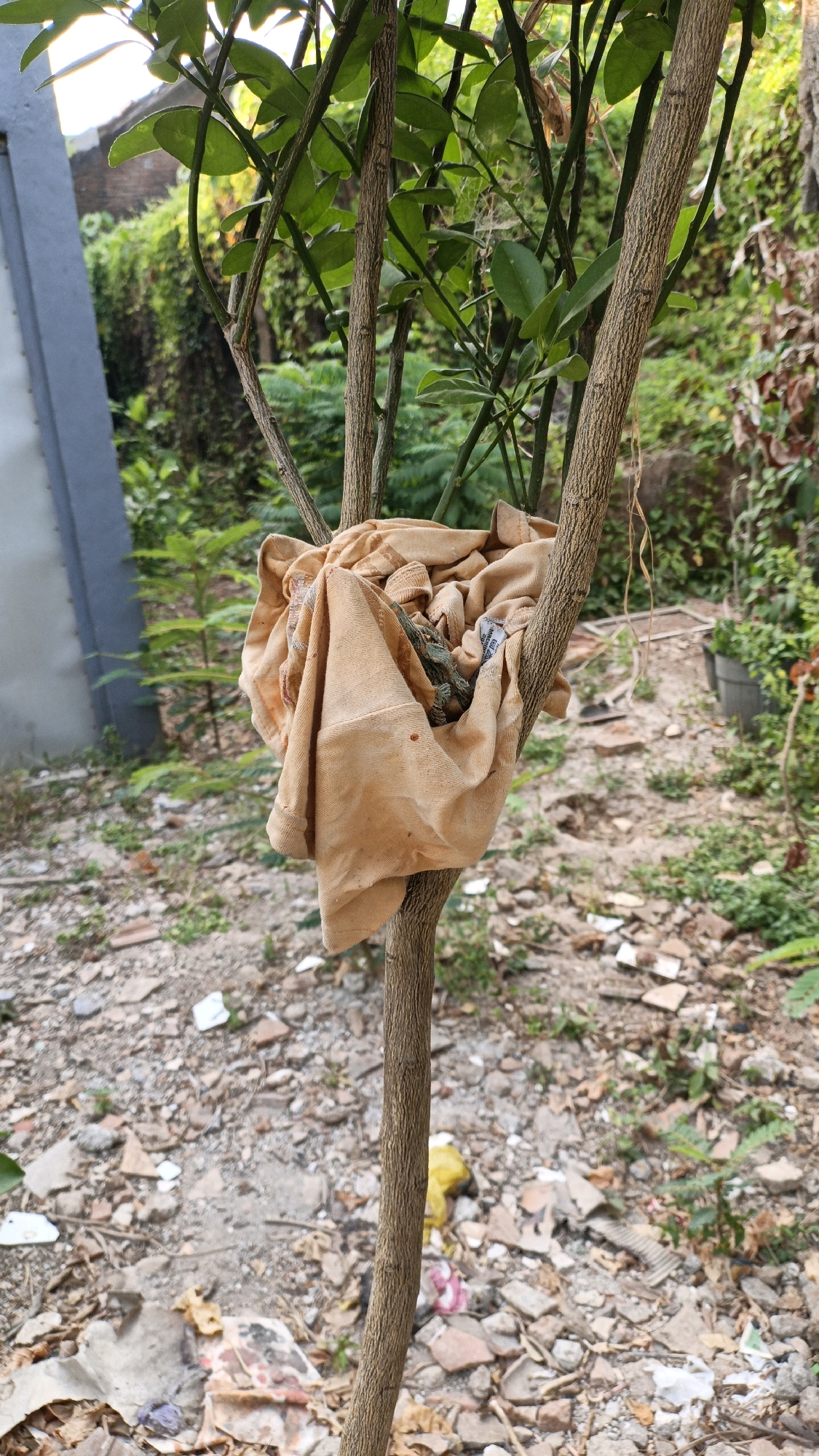A close-up shot captures a piece of light brown fabric, possibly a shirt or towel, draped over the branches of a thin tree. The fabric is bunched up and hangs loosely, with some of its folds and texture visible. The tree itself has a rough, light brown bark and is surrounded by lush green foliage. The background is a mixture of dry leaves, small stones, and debris, suggesting an outdoor environment. In the distance, more greenery and what appear to be buildings or structures can be seen, hinting at a semi-urban or suburban setting. The overall impression is one of a mundane, everyday scene, likely in a yard or garden. The presence of debris might suggest an area undergoing cleanup or a generally unkempt space. The lighting suggests it is daytime, with natural light illuminating the scene. The specific location in Cikal, Indonesia, is not visually evident from the image itself, but the description of the surrounding flora and potential building styles might offer clues to a local viewer.