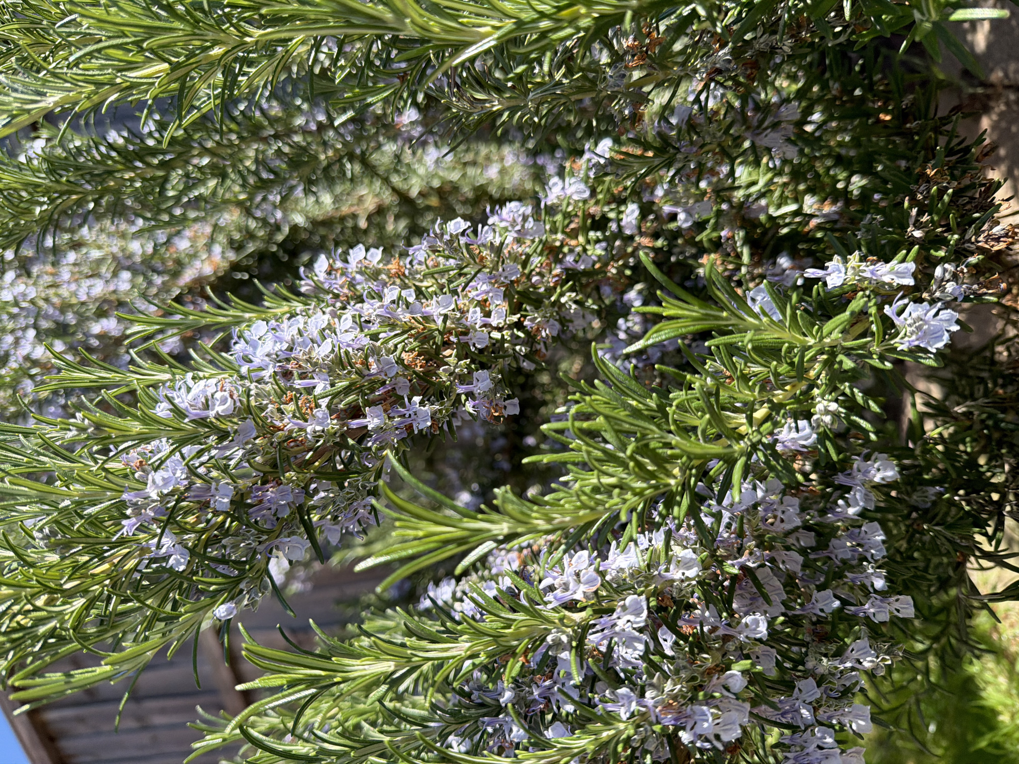 The image shows a close-up of a rosemary bush in bloom. The bush is densely covered with needle-like green leaves and small, pale purple flowers. The sun is shining on the bush, creating highlights and shadows on the leaves and flowers. The background is out of focus, but appears to be a wooden fence and some greenery. The scene has no indications of the city of London. The elements are consistent with a garden setting with rosemary.