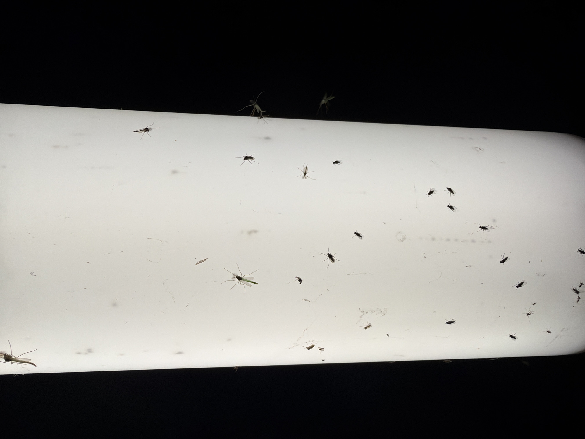 The image depicts a fluorescent light fixture covered in numerous dead and dying insects. The fixture is rectangular with rounded edges, emitting a bright white light that illuminates the insects. The background is a dark, undefined space, likely a ceiling or wall. The insects vary in size and type, some appearing to be gnats or small flies, while others have longer legs and may be mosquitoes. The insects are scattered across the surface of the light fixture, some clustered together, others isolated. The scene is likely indoors, possibly a basement, garage, or commercial space given the type of light fixture. The location information cannot be determined from the image.