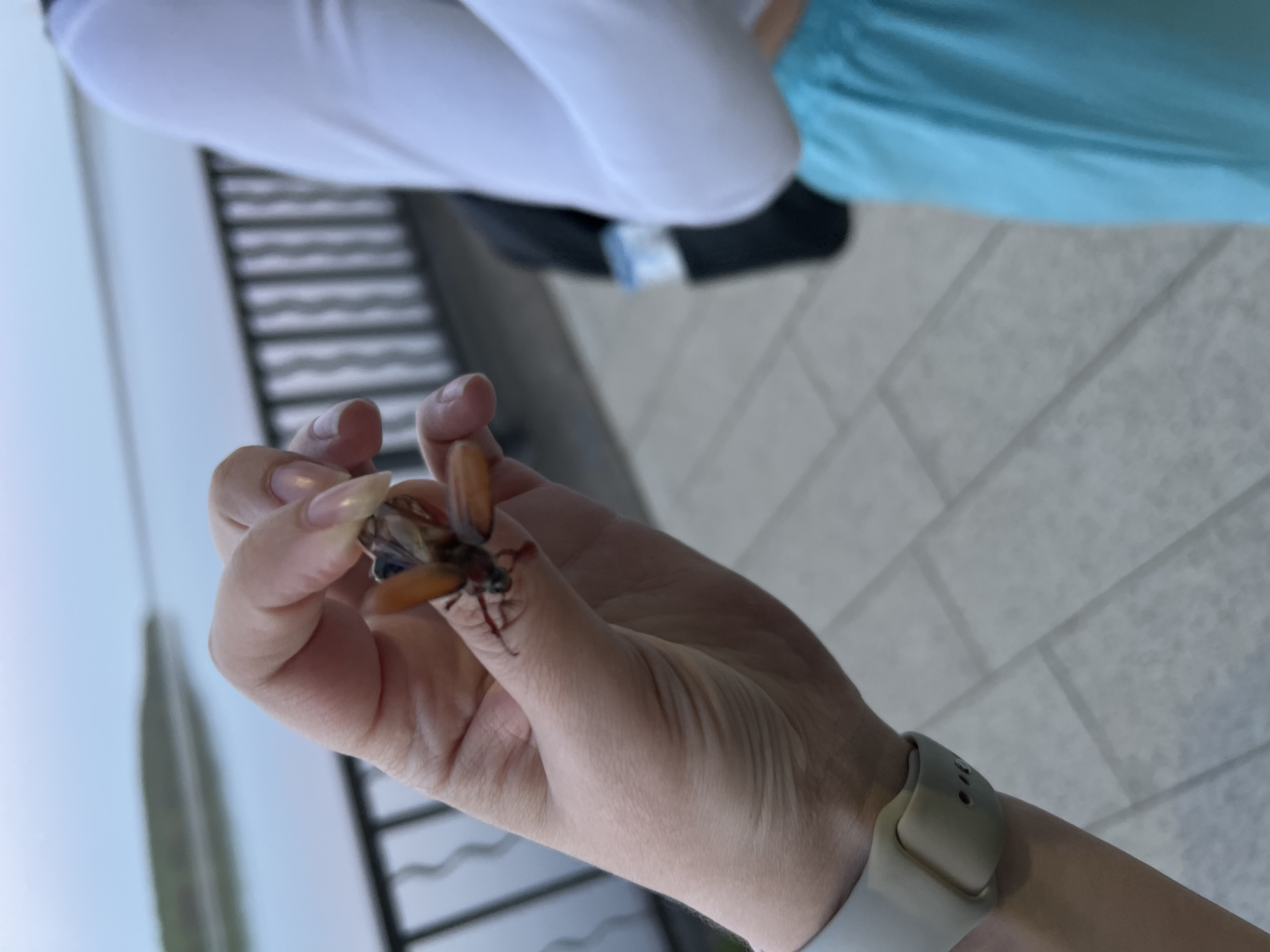 A person is holding a dead insect in their hand, which is bleeding near the thumb. The person is wearing a white wrist band and a white shirt. The background is blurred but appears to be an outdoor environment with a light colored building behind a gray paved ground. The location in the city of Chaikovsky, Russia cannot be determined from the image.