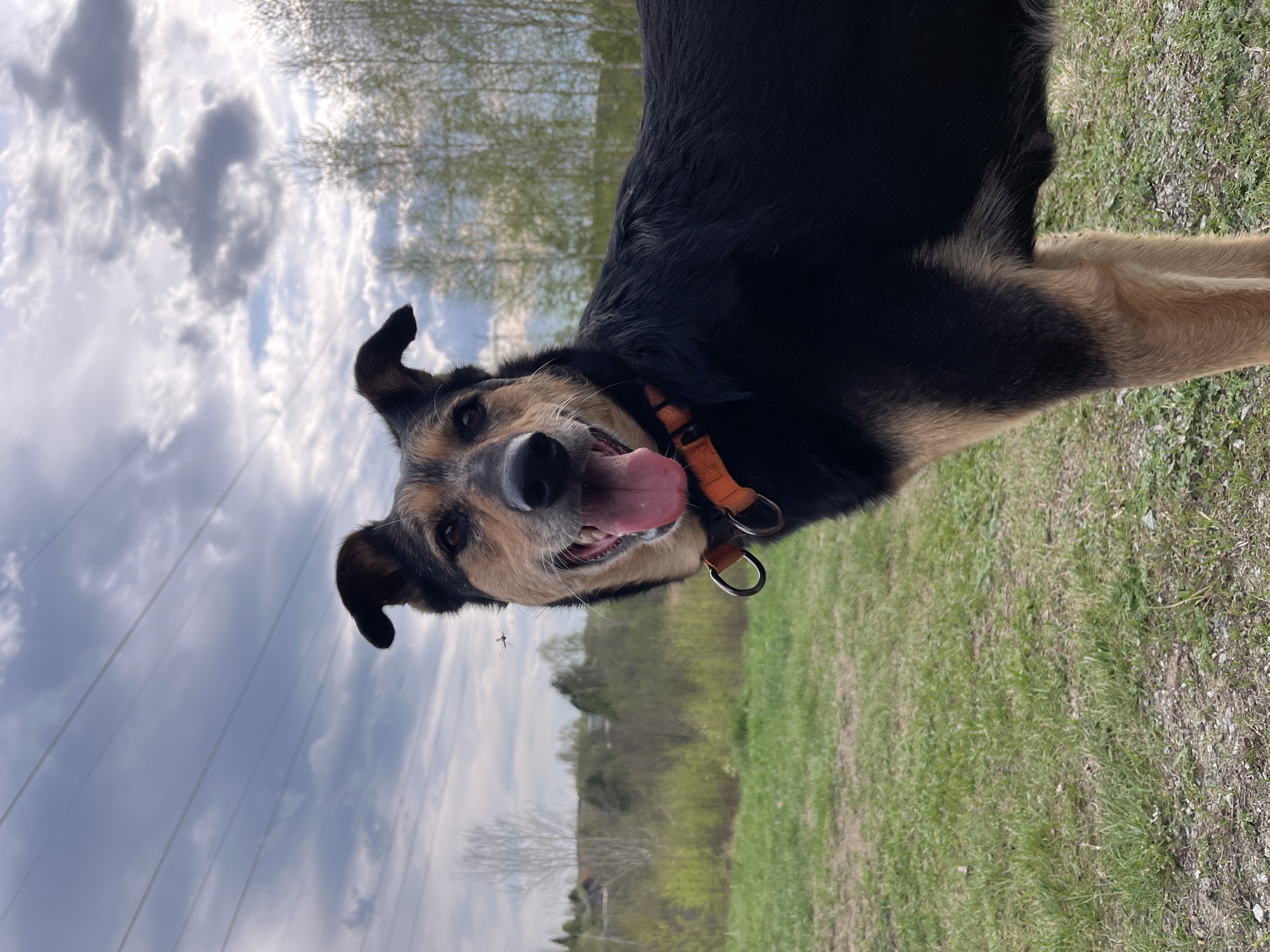 A medium shot depicts a dog wearing an orange collar with a metal loop. The dog has a black and tan coat. The dog is oriented diagonally, with its head in the upper left and its body extending into the lower right. The dog's mouth is open and its tongue is visible. The backdrop is composed of green grass, trees, and a cloudy sky. There is a small insect in the lower-left. The location cannot be verified as Nizhny Tagil, Russia, with the information available.