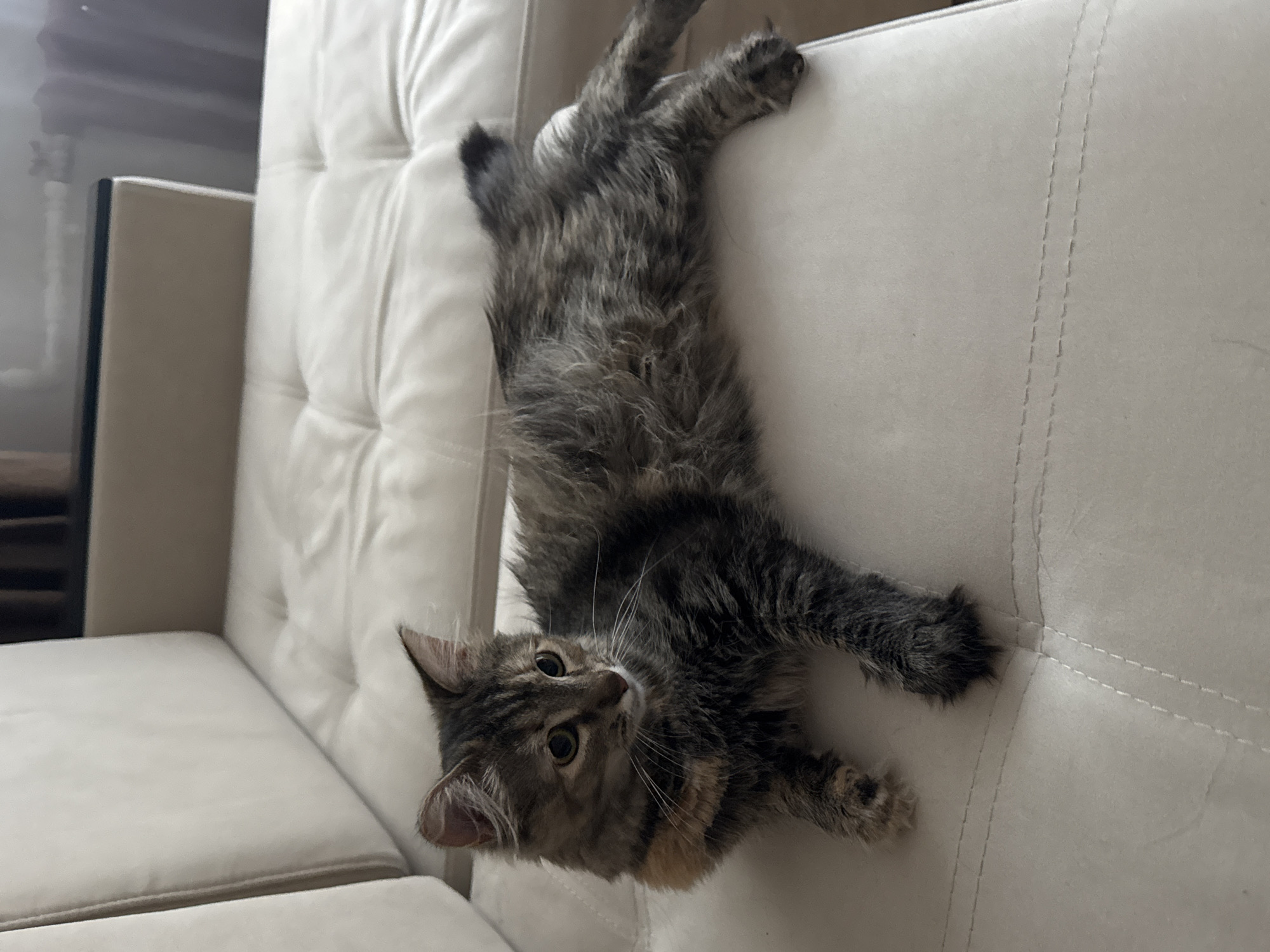 A tabby cat is lying on a white sectional sofa. The cat is facing left with its head turned towards the camera. The cat's body is elongated, with its front paws extended forward and its back legs tucked underneath. The sofa is in a room with soft lighting. The background is blurred, but appears to be a window with curtains and possibly a radiator. There are no people or other animals visible in the image. The location is not specified in the image or its metadata.