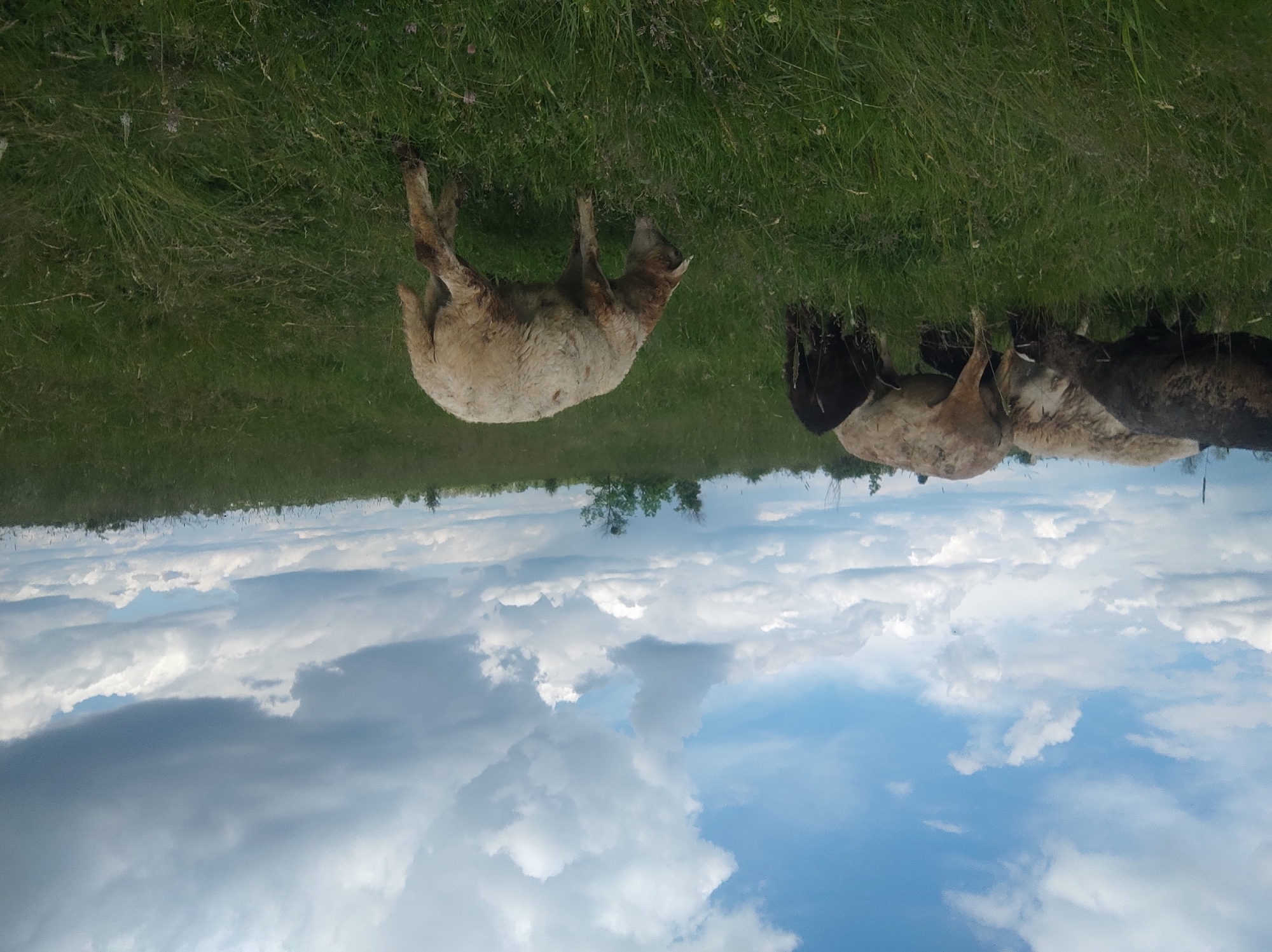 A pastoral scene displays a flock of sheep grazing in a field of green grass. The sky above is filled with cumulus clouds. The specific location and city are unknown.