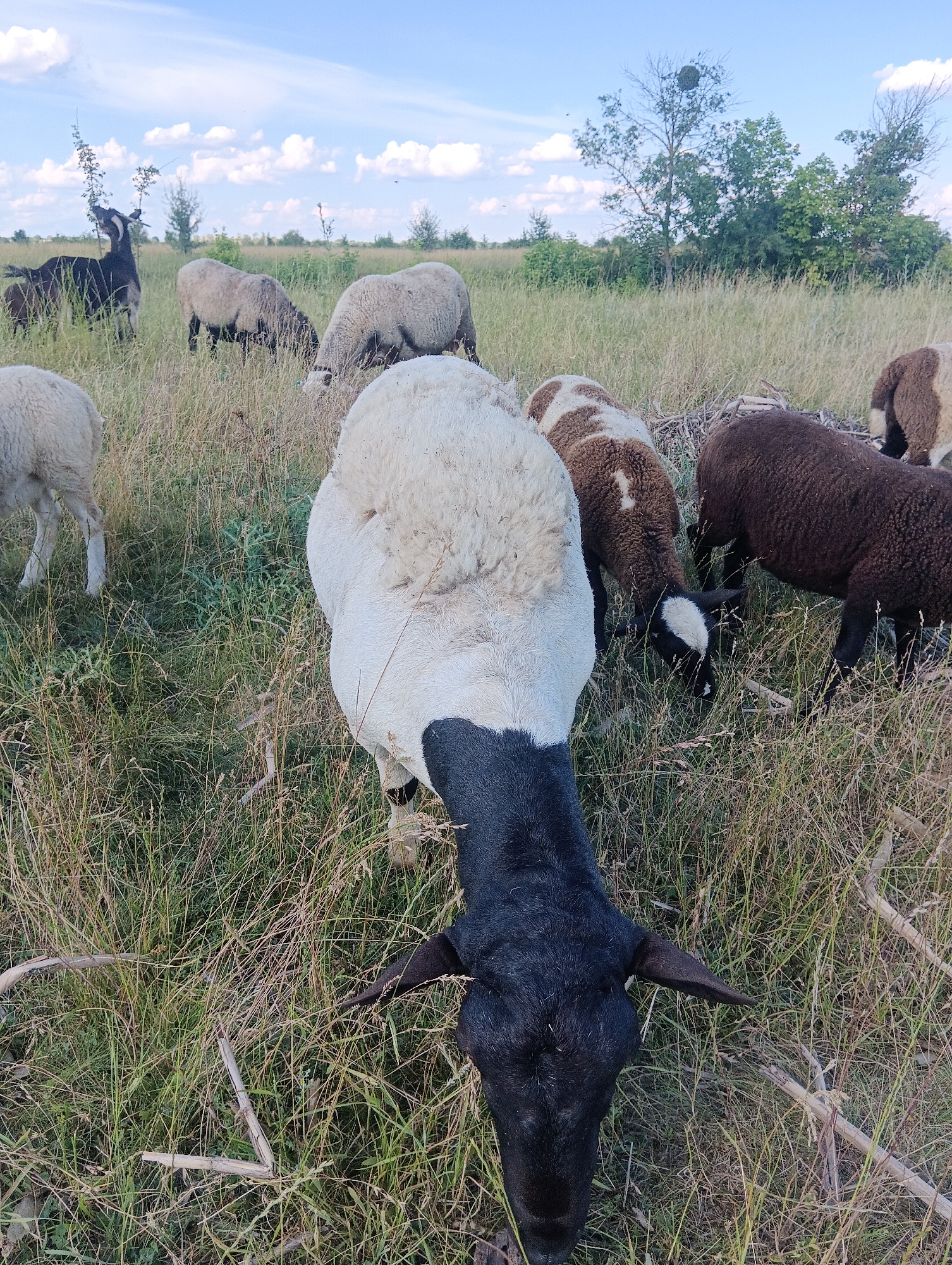 This is a ground-level, outdoor shot of a flock of sheep and two goats grazing in a field under a partly cloudy sky. The field is covered in dry grass and some green patches, with several small trees in the background. The time of day appears to be late afternoon or early evening, judging by the warm, soft light.
In the foreground, a sheep with a black head and white body is partially visible, facing away from the camera. Further back, other sheep are scattered throughout the field, some grazing and some standing. One sheep has a white and brown patterned coat. Two goats, one dark brown and one black, are also present. The black goat in the left foreground is reaching up to eat leaves from a thin branch.
The overall mood is peaceful and natural, suggesting a rural or pastoral setting. There is no visible text in the image.