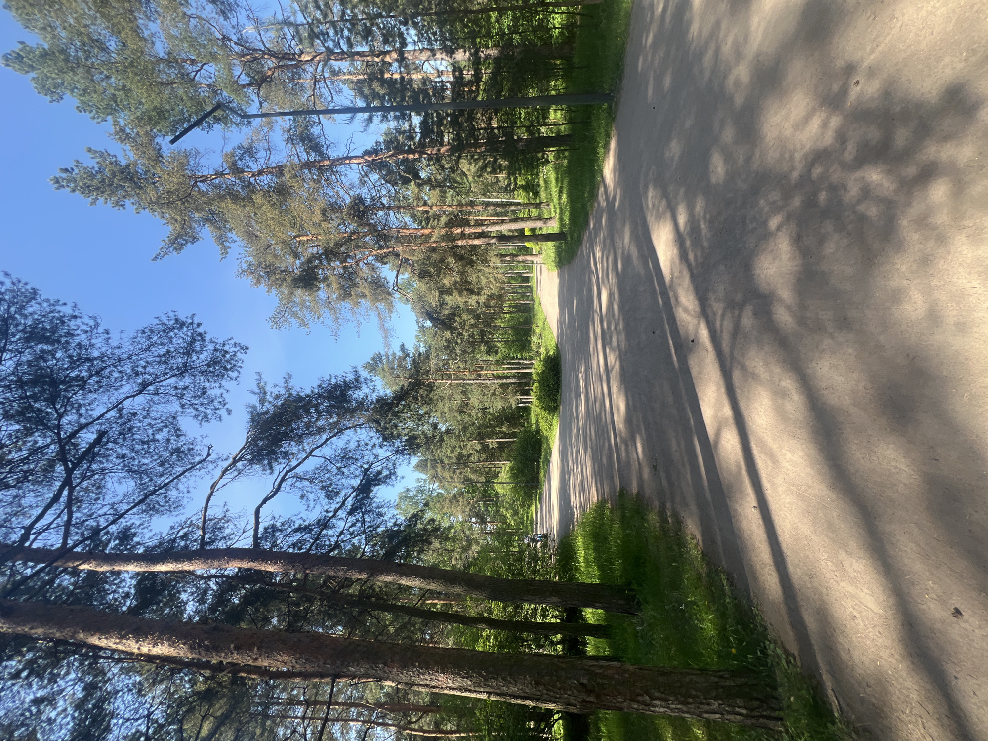 The image displays a serene, tree-lined asphalt path or road winding through a park or forest, identified as being in Saint Petersburg, Russia. The path stretches into the distance, bordered on both sides by numerous tall pine trees characterized by their reddish-brown trunks and dense, dark green needle foliage.
Above the tree canopy, the sky is a vibrant, clear blue, indicating sunny weather. Strong, elongated shadows from the trees and branches are cast across the light-colored paved surface, suggesting either early morning or late afternoon sunlight. Lush green grass and undergrowth line the path and fill the areas between the trees. A black metal light pole is partially visible among the trees on the left side of the path.
No people, animals, vehicles, or explicit activities are visible, contributing to a peaceful and natural atmosphere. There is no discernible text within the image.